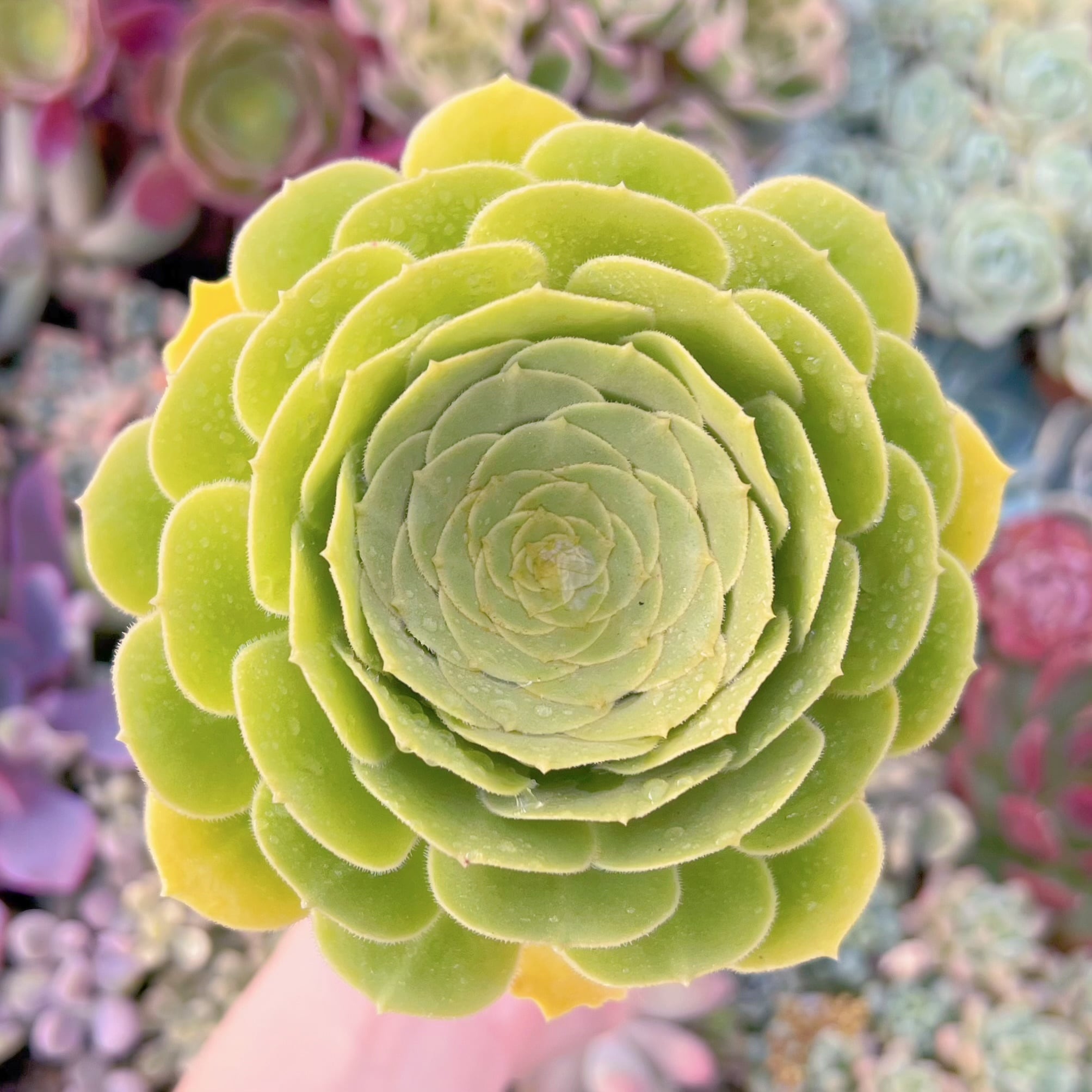 現品　グリーンカシミヤ#1146　るる農園