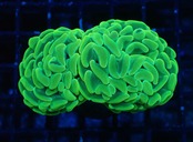ParaAncora "GlowYellow" 2