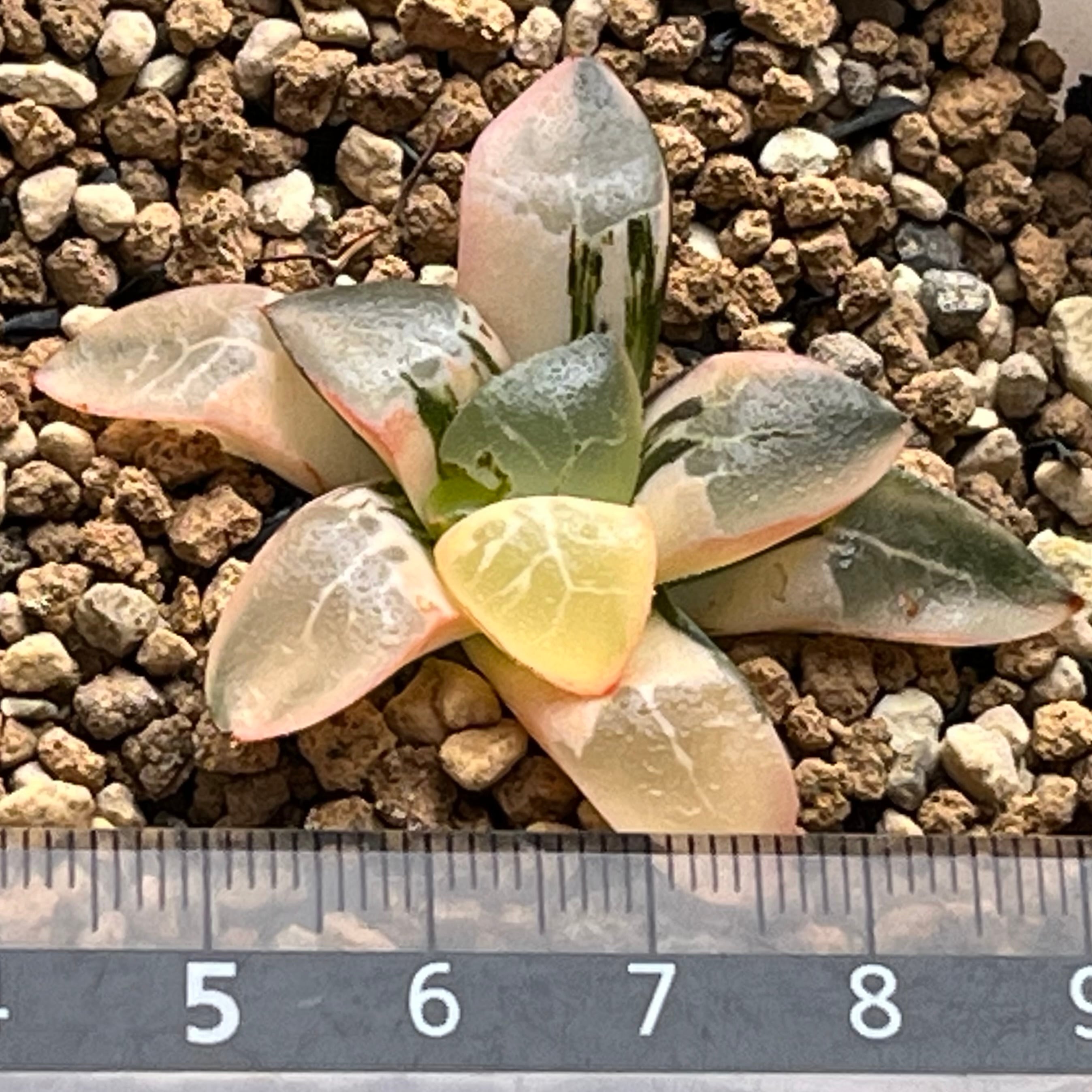 ハオルチア 火鳳凰錦 | mocono_plants