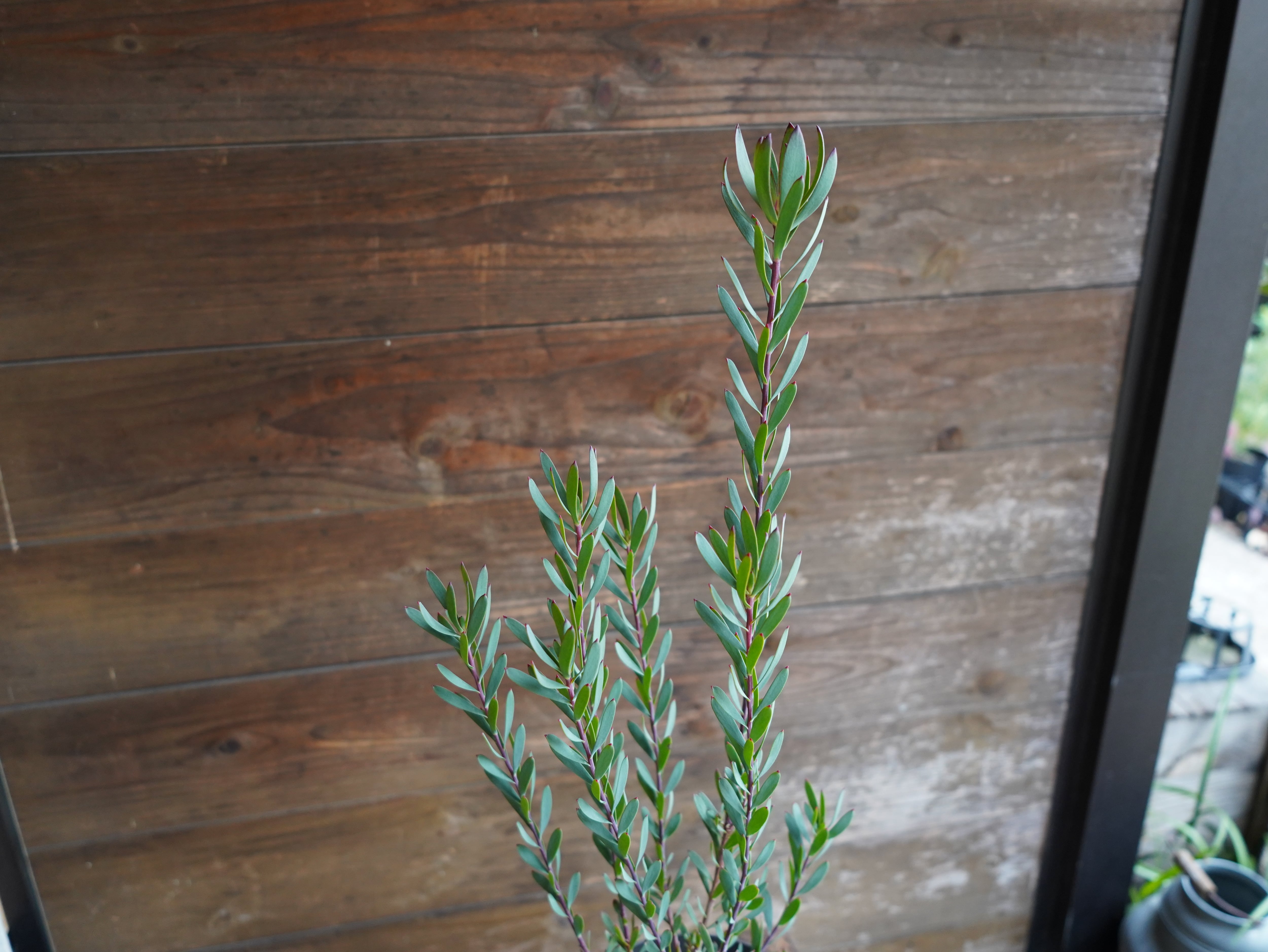 【現物】リューカデンドロン ”Red Devil”