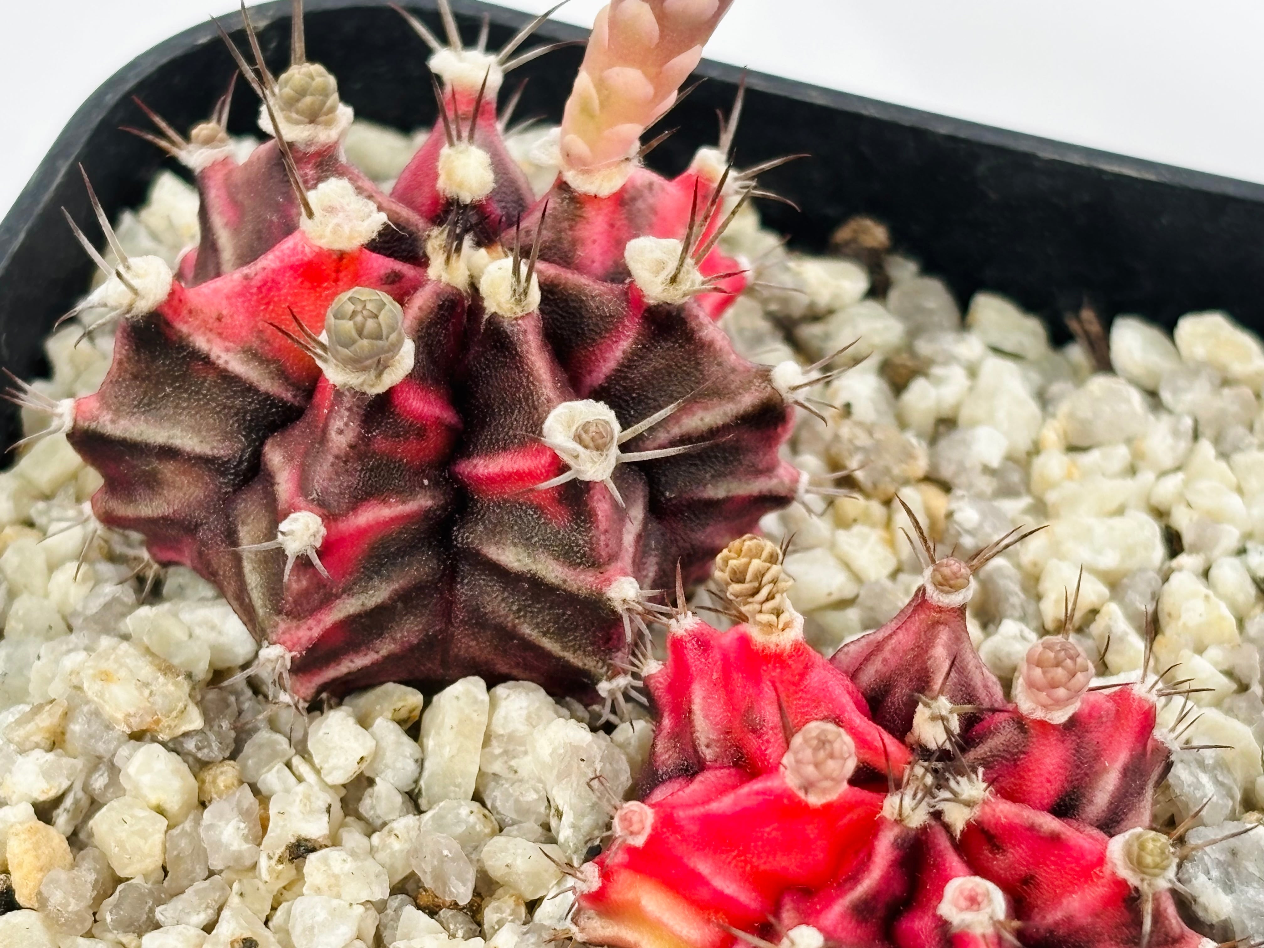 Gymnocalycium mihanovichii 緋牡丹錦 サボテン | plants MARU