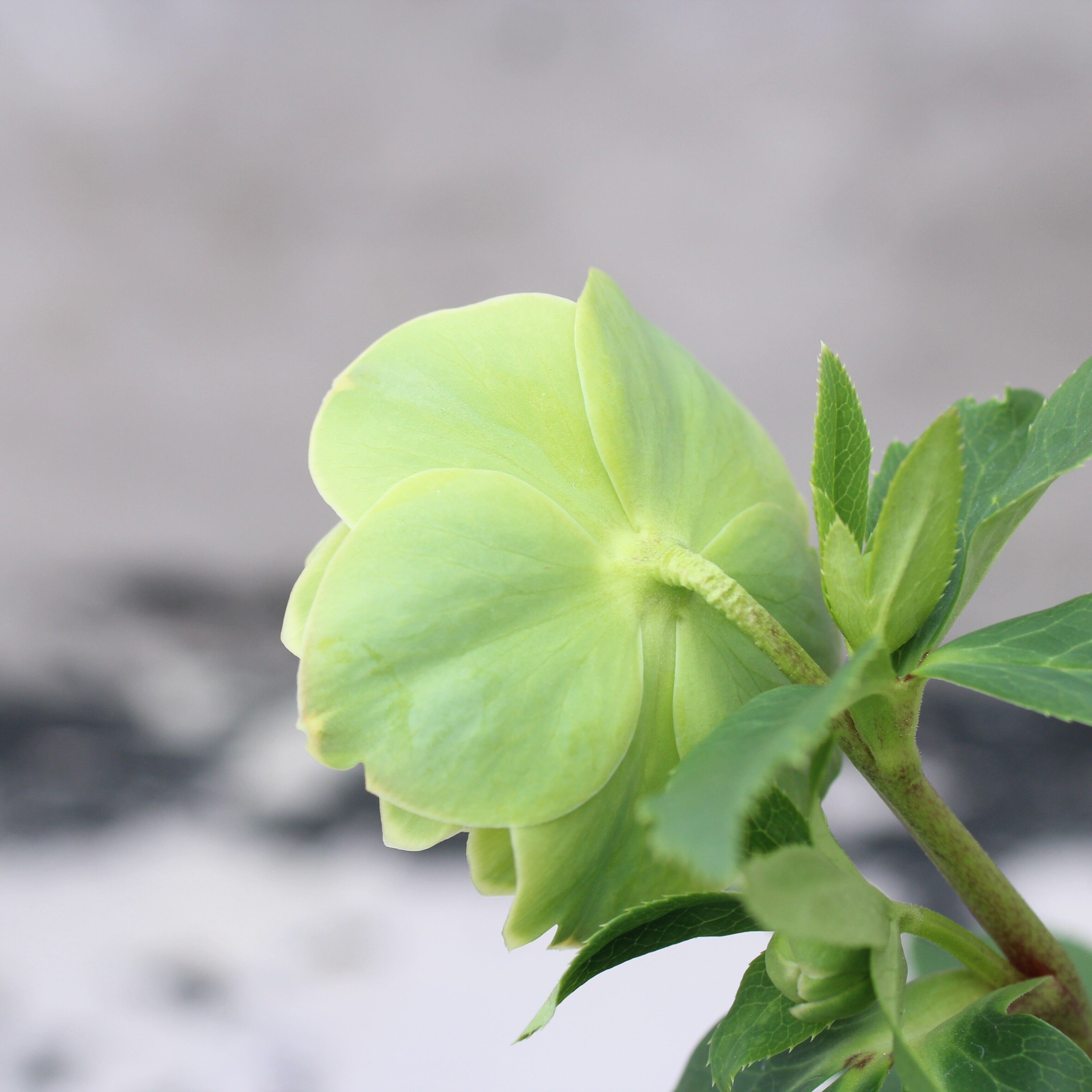 WS26-032 クリスマスローズ ウィンターシンフォニー グリーンダブル