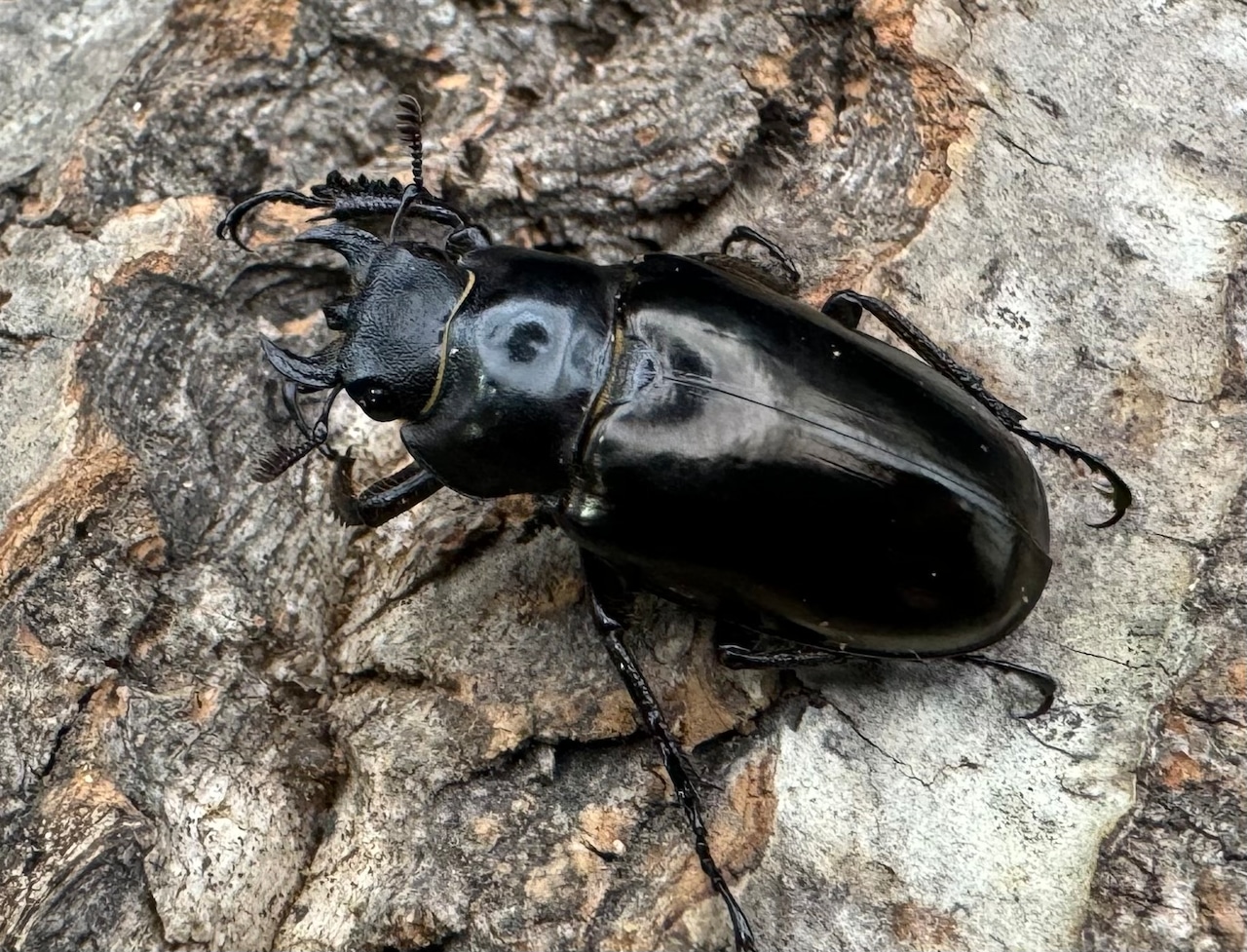 【WD】《レスネミヤマ Free ♀単》