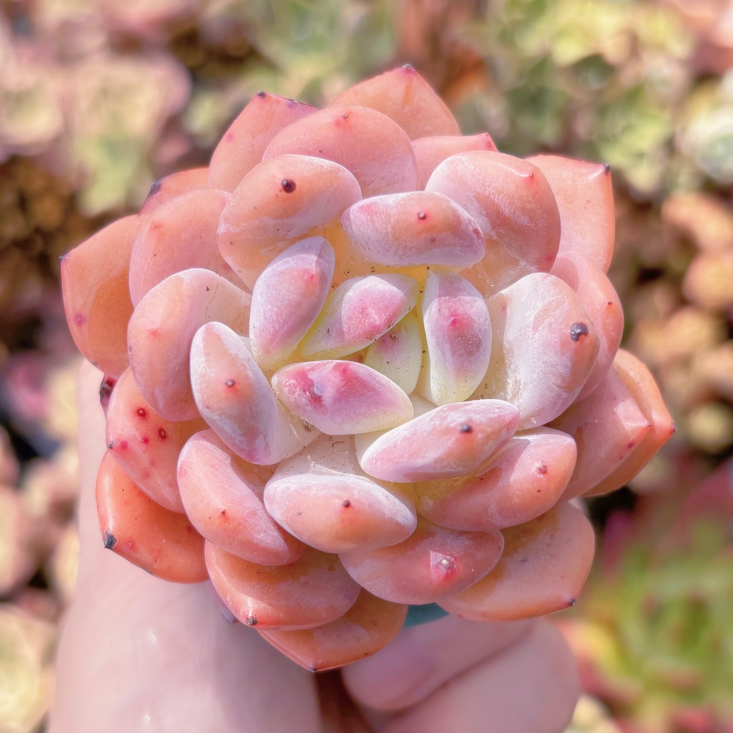 多肉植物　星影　新入荷　るる農園