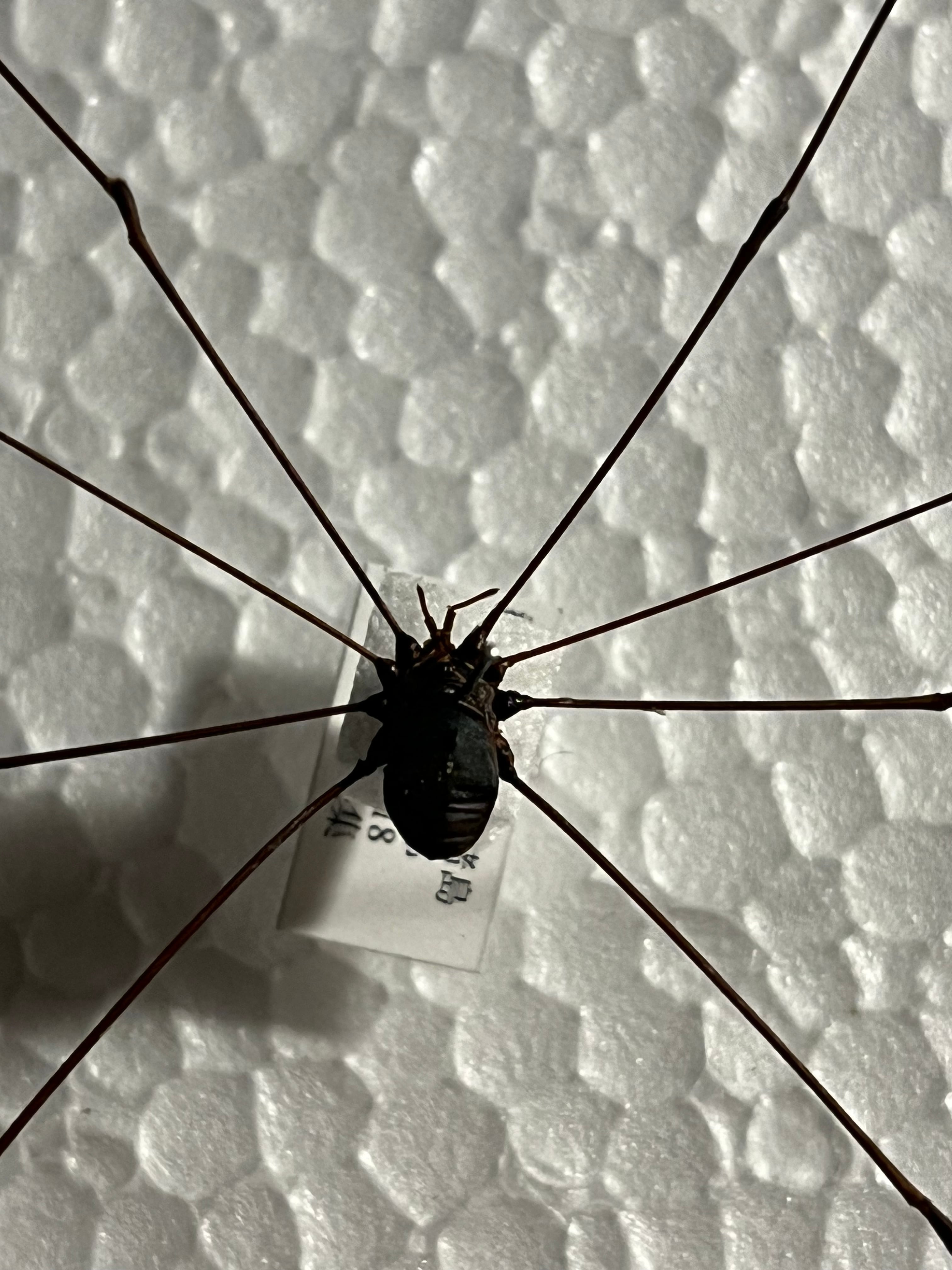 珍標本】ヤエヤマスベザトウムシ 昆虫標本 スパイダーマンティス