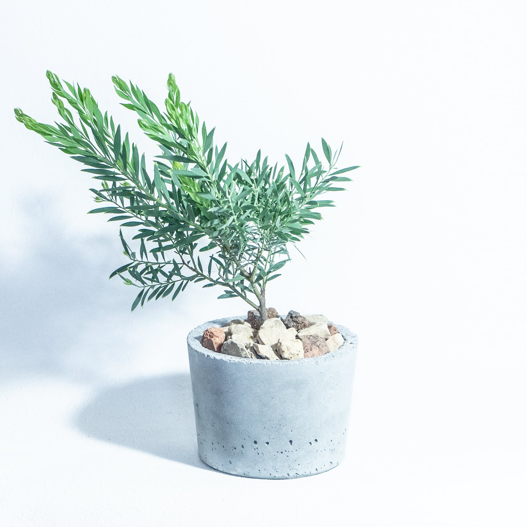 ＼送料無料／≪ 観葉植物 ≫お庭やベランダで育てるアカシア・ゴールドチップの鉢植え｜無機質でどんな場所とも相性のいい手作りモルタル鉢