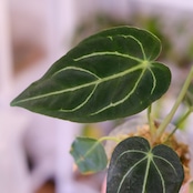 アンスリウム・レガレ / Anthurium Regale㉒│観葉植物