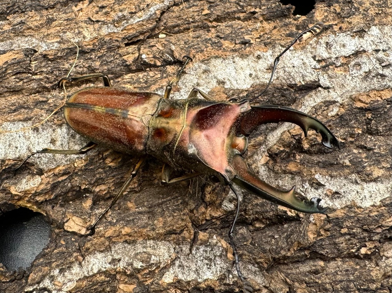 【WD】《ズベールホソアカ ミンダナオ産 52mm ペア》