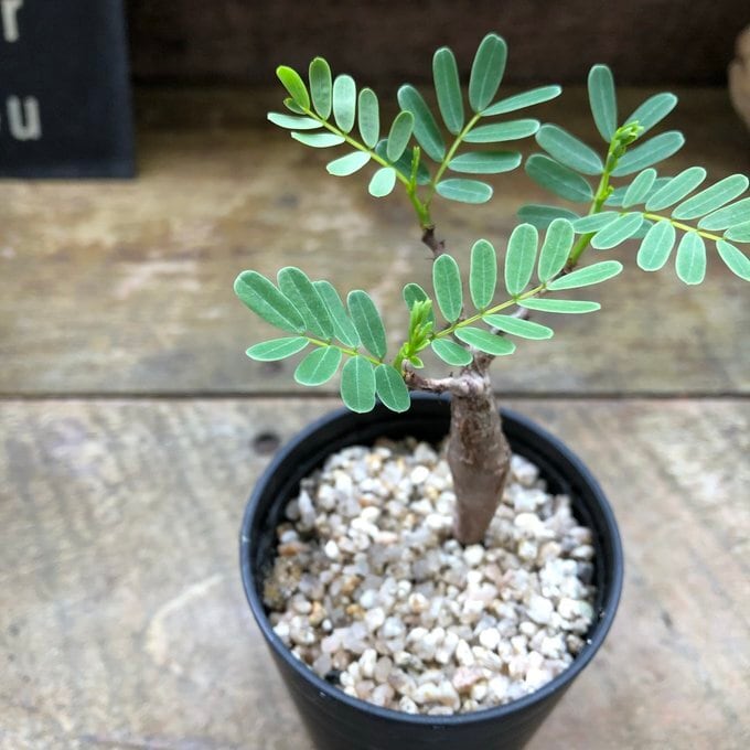 センナ メリディオナリス Senna meridionalis コーデックス 塊根植物