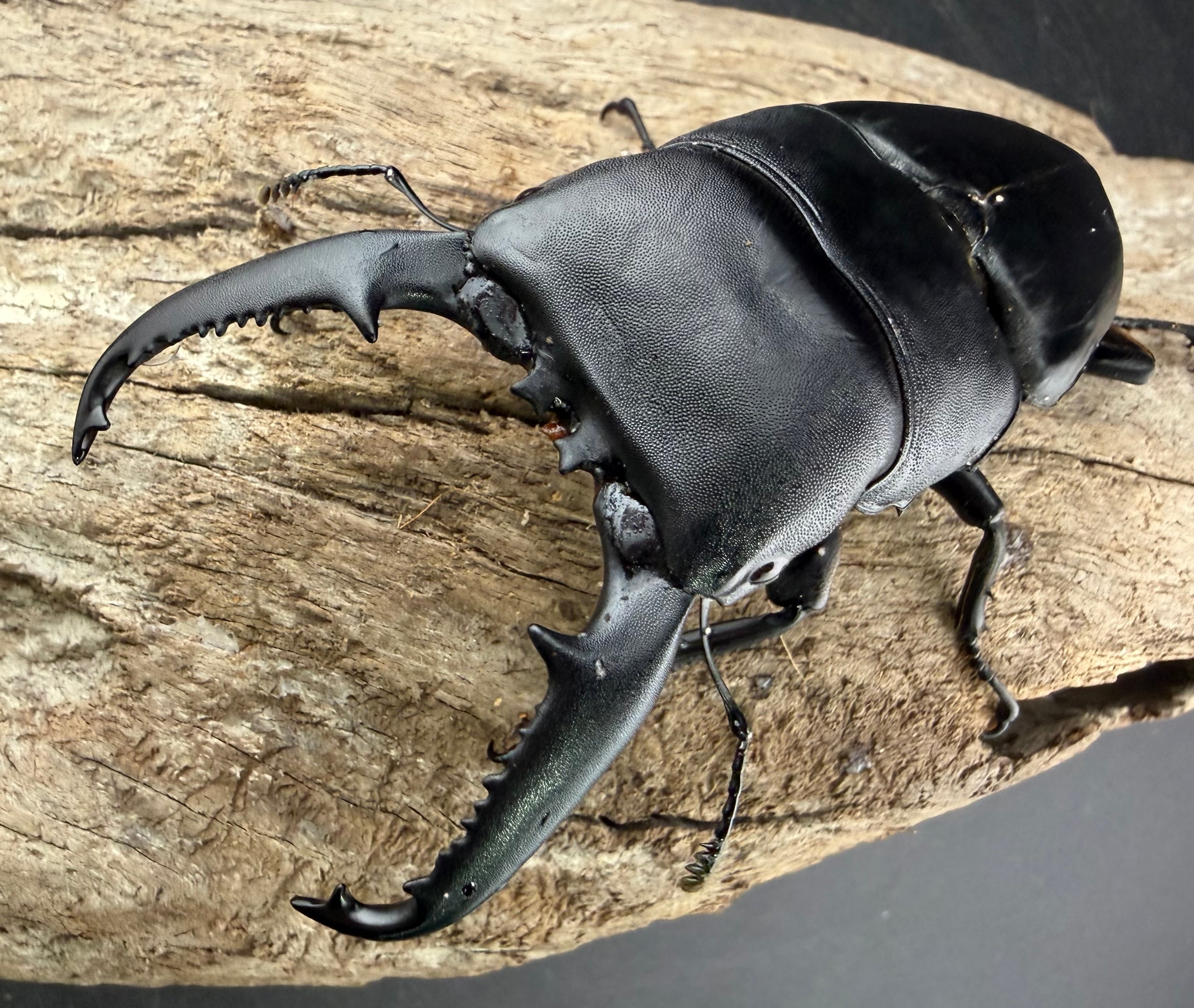 ヒラタクワガタの仲間 | KPW公式オンラインショップ