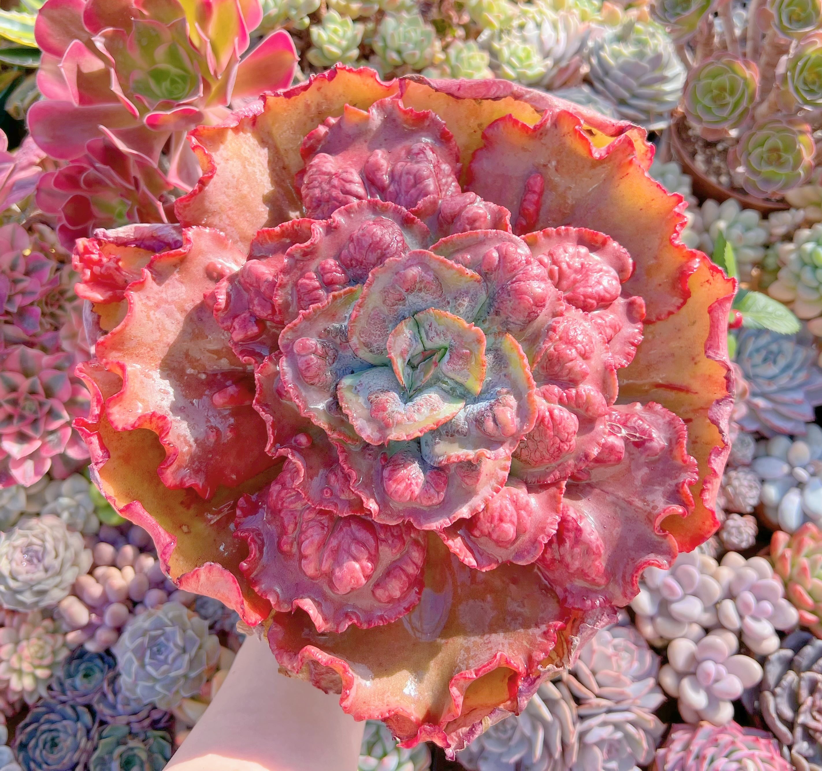 現品　cancan　x　Baron Bold#291　特大大苗　約26cm　るる農園