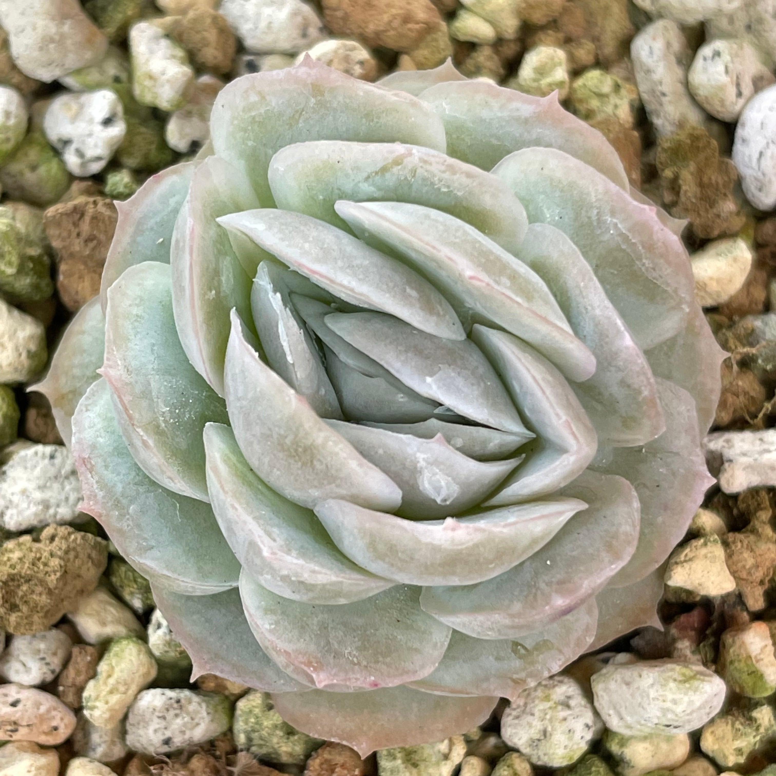 メキシコローズ | RuPo 多肉植物専門店