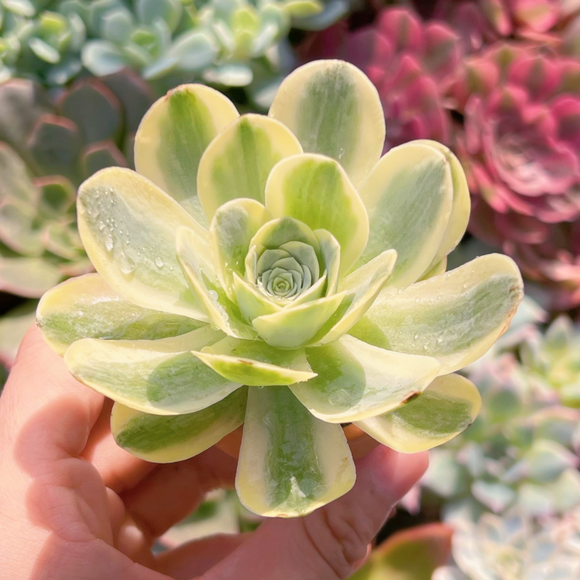 多肉植物　グリーノビア錦　新入荷　るる農園