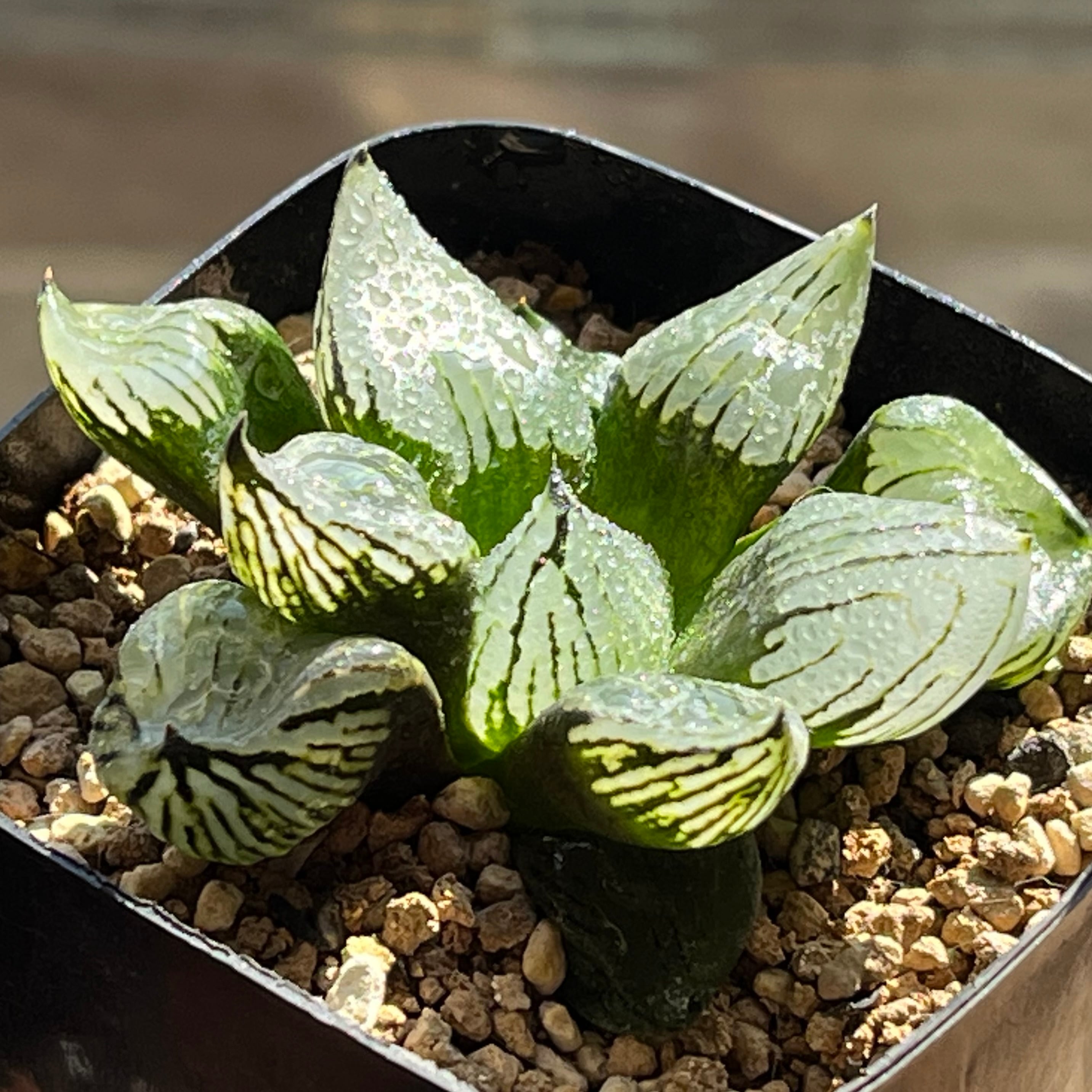 ハオルチア ピグマエアミュータント実生 特異株 | mocono_plants