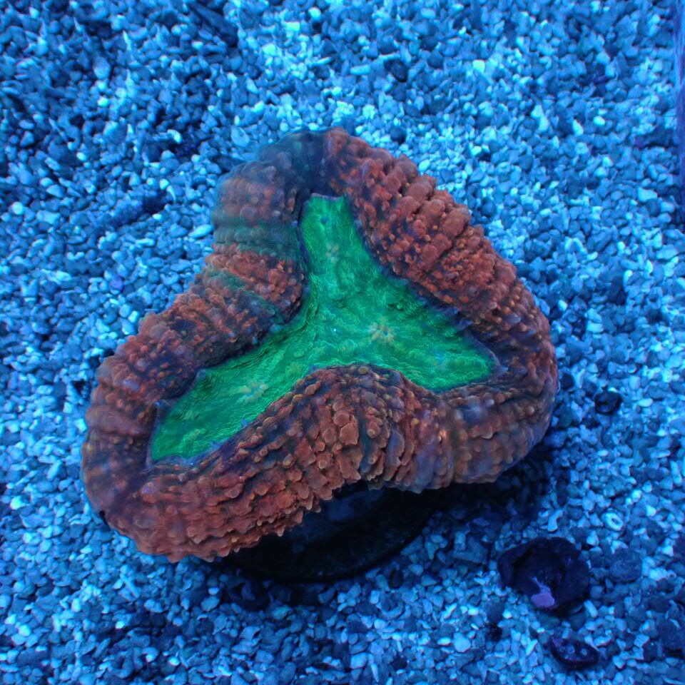 ネット入り天然ライブロック(クラッシュ)500g | HOUSE REEF(ハウス