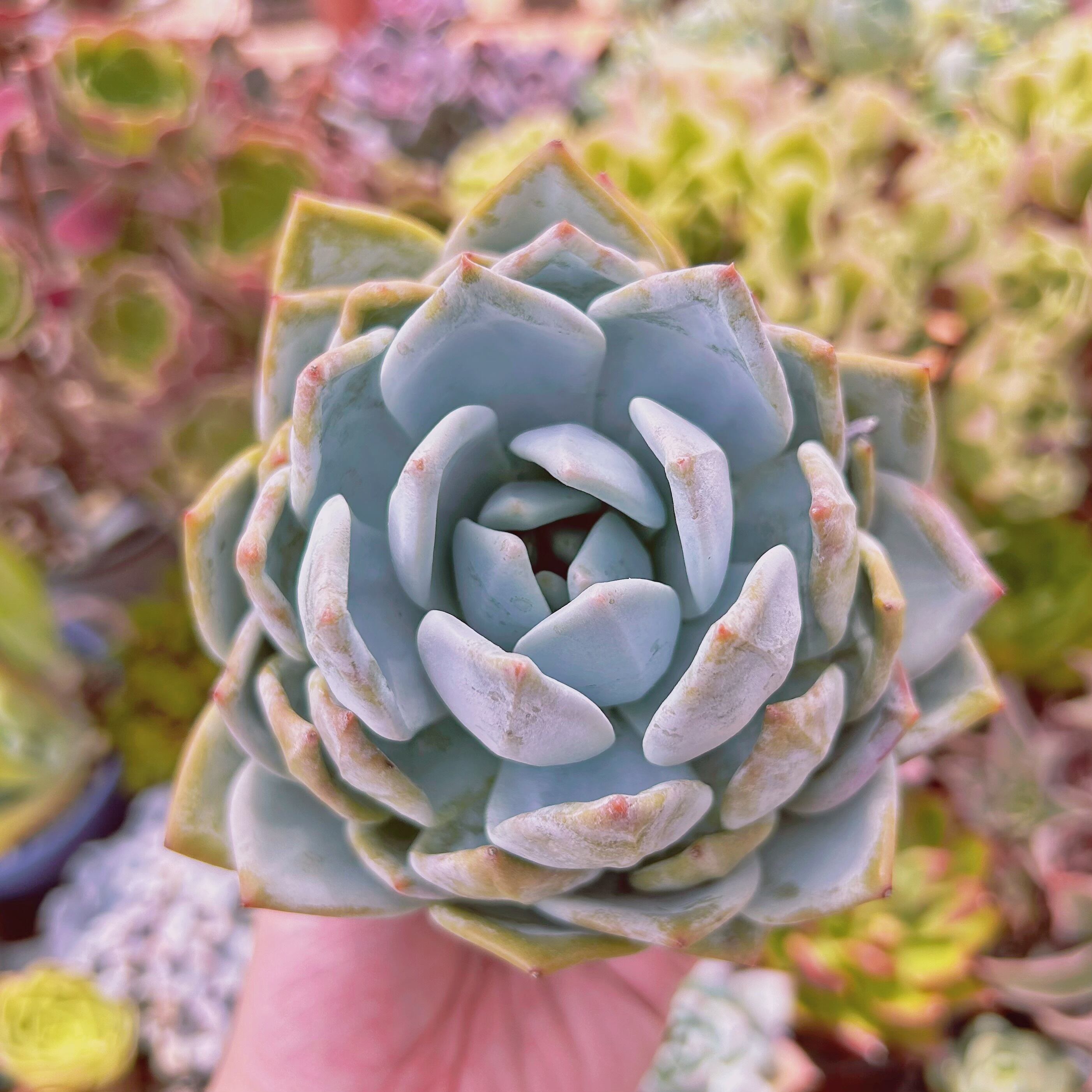 現物　多肉植物　ピンクモンロー　特大　抜き苗
