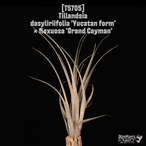 【reserved】dasyliriifolia 'Yucatan form' × flexuosa 'Grand Cayman'〔エアプランツ〕現品発送T5705