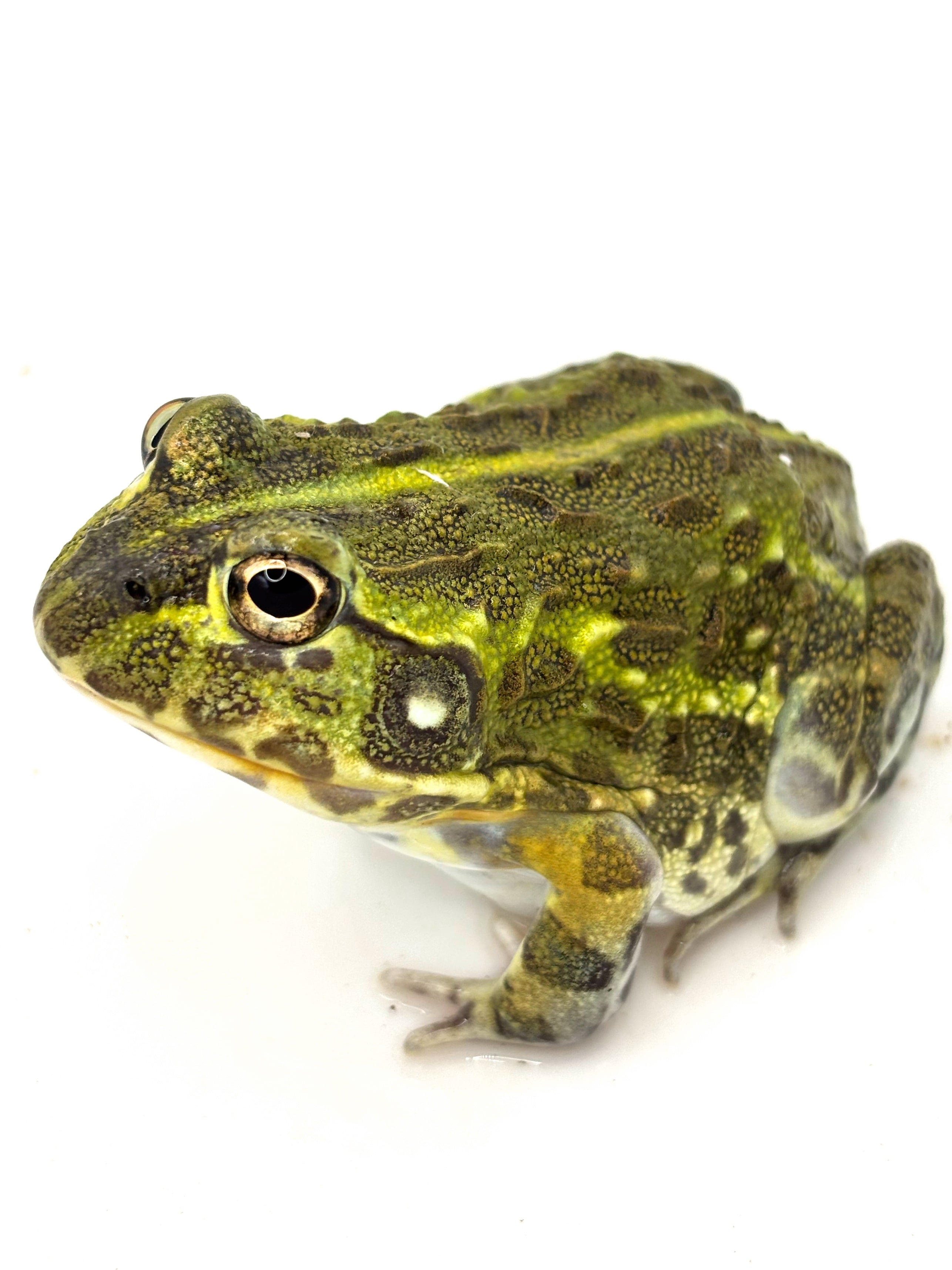 タイゴールデンフリンジタランチュラ Ornithoctonus aureotibialis 1匹
