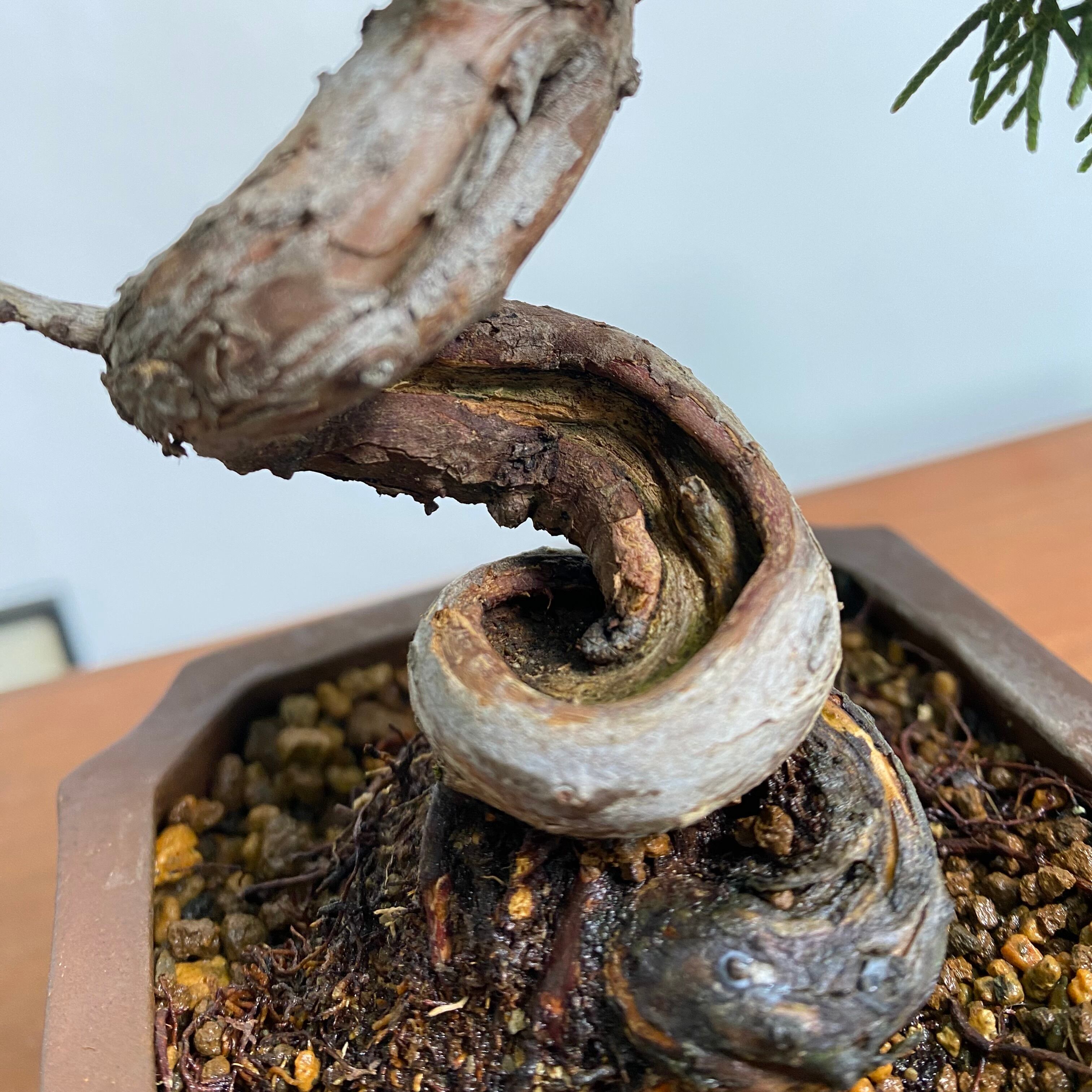 真柏のミニ盆栽 作家鉢 紅小林｜高さ 約20cm | BONSAI Labo ウエブショップ