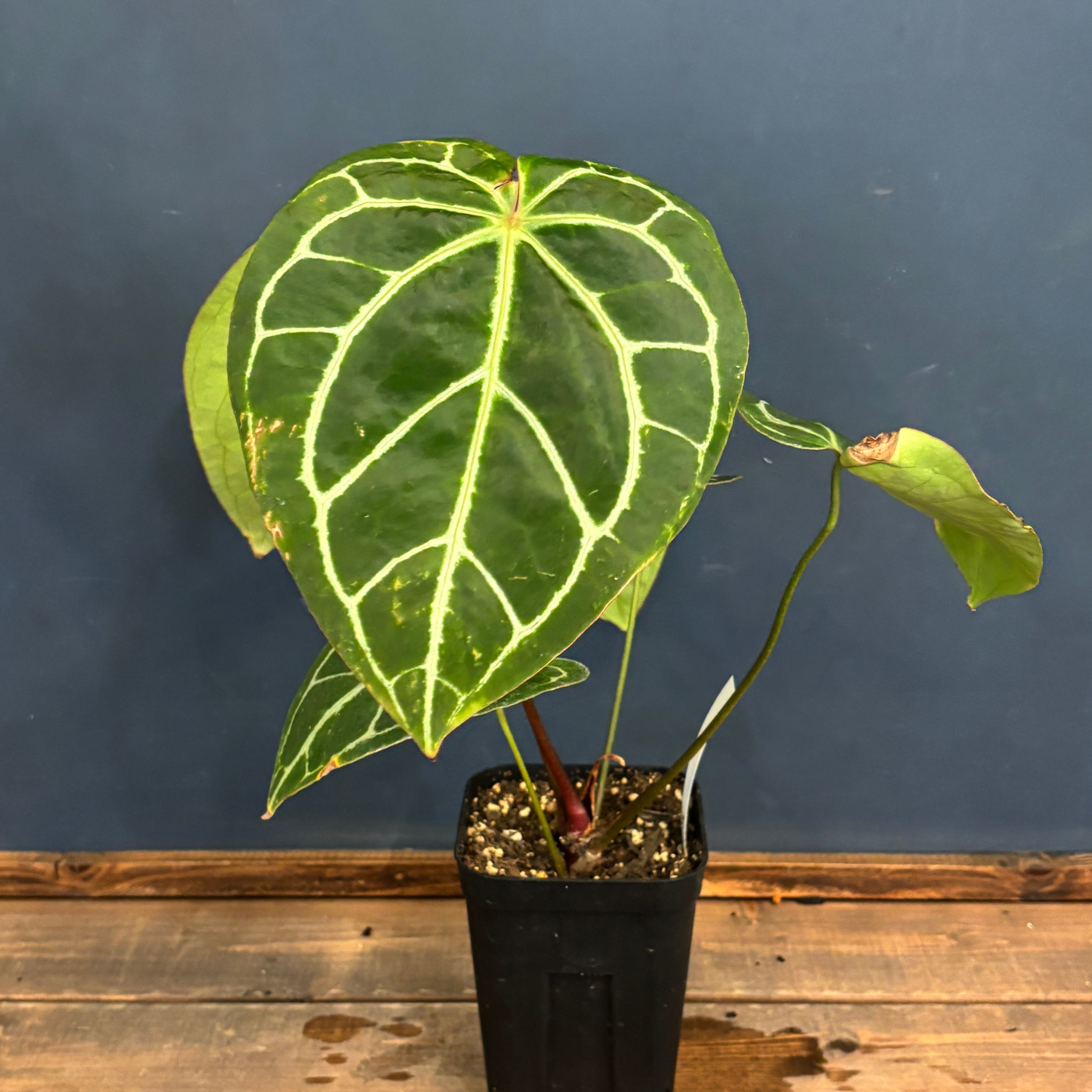 クリアランス】アンスリウム クリスタリナム ブラックフォーム【1021