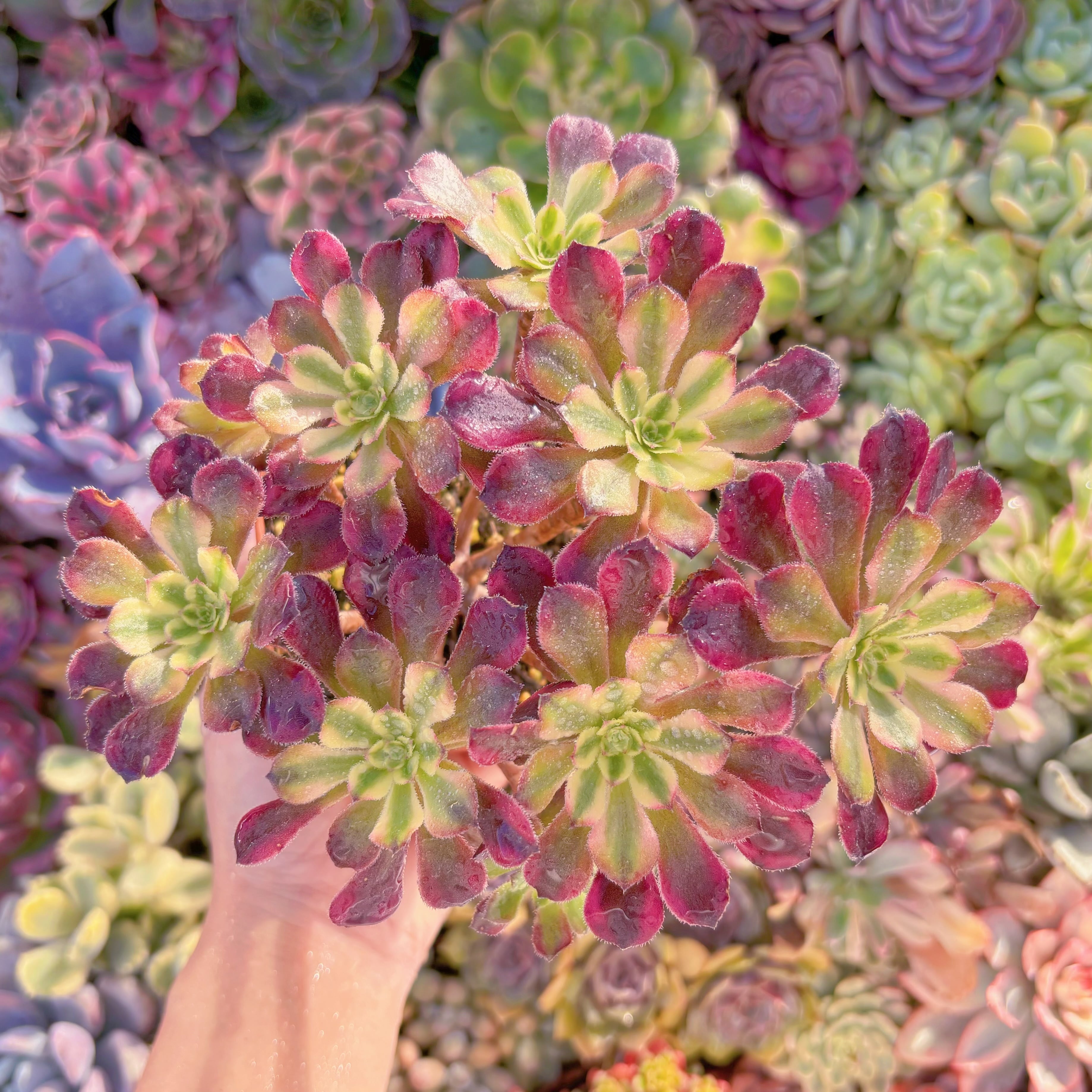 現品　ブラックチェリー#343　群生　新入荷　るる農園