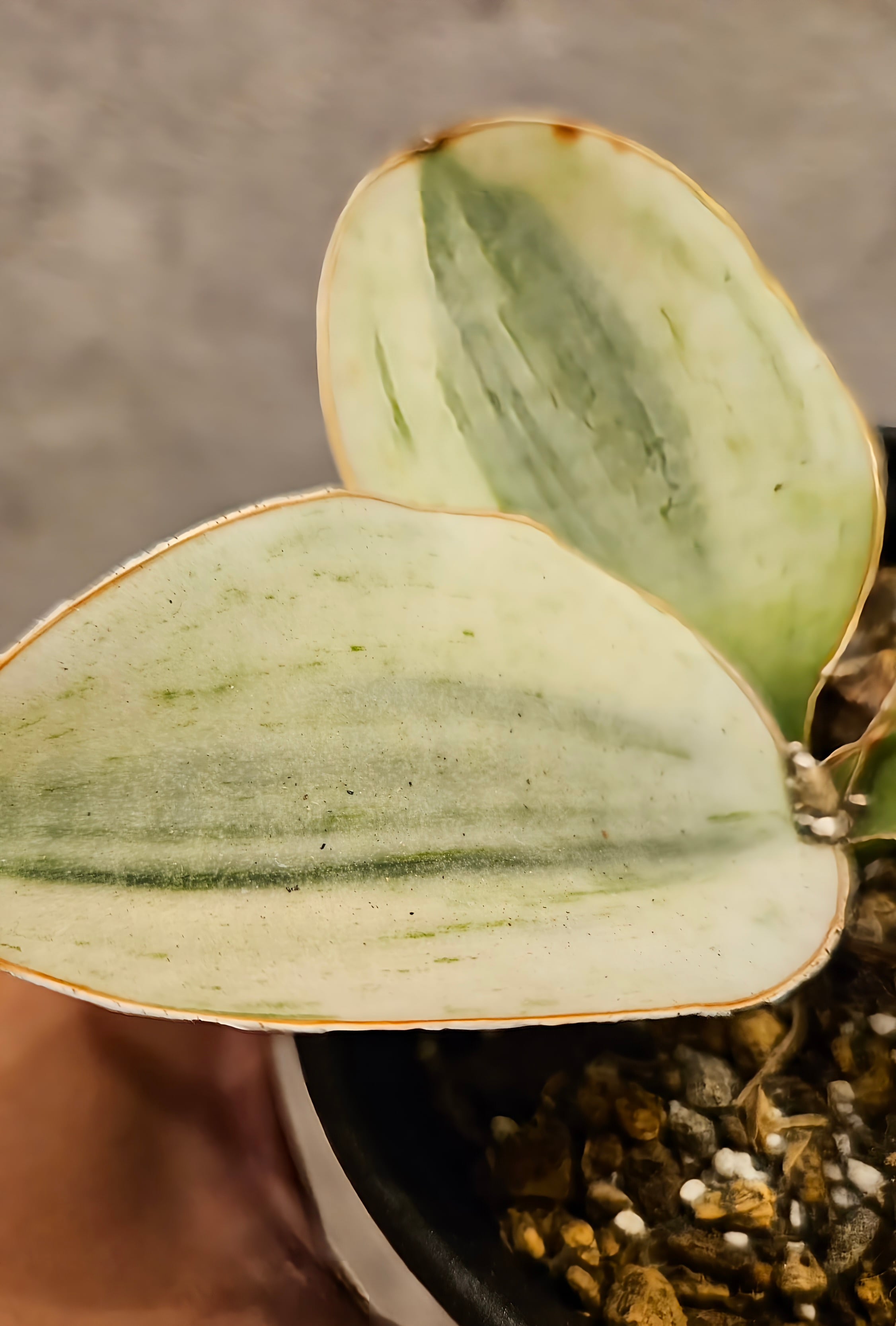 Sansevieria Lemon Princes【artPLANTs】サンスベリア