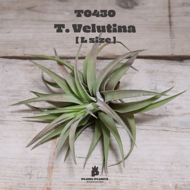 【送料無料】ベルティナ L〔エアプランツ〕現品発送T0430