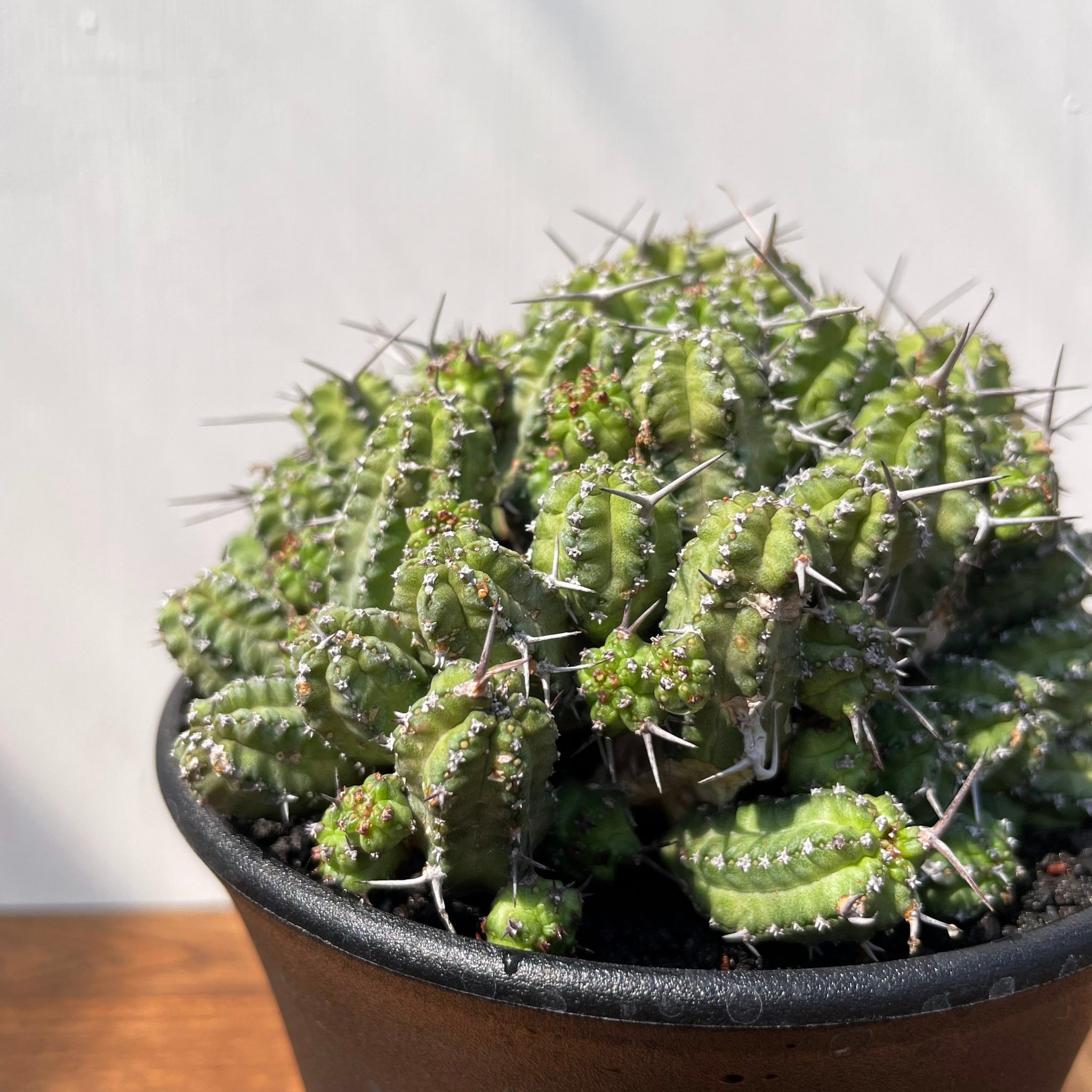 多肉植物 ユーフォルビア フィリプシアエ Euphorbia phillipsiae