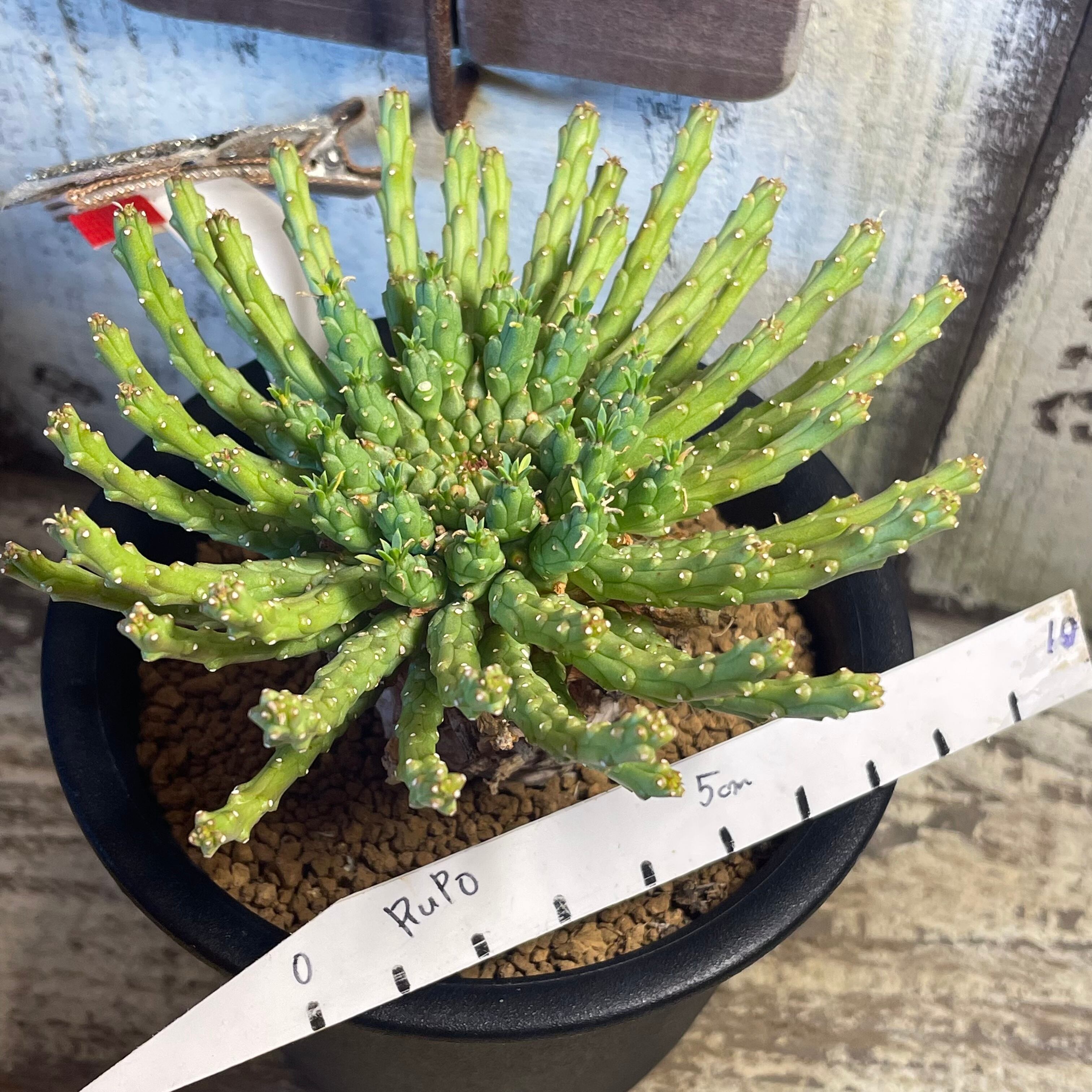 T)ユーフォルビア ゴルゴニス | RuPo 多肉植物専門店