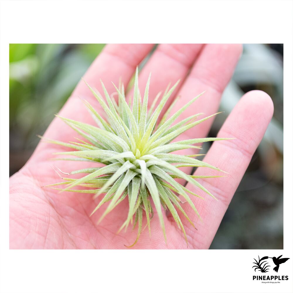 Tillandsia brachyphylla - Bromeliads in Australia PINEAPPLES