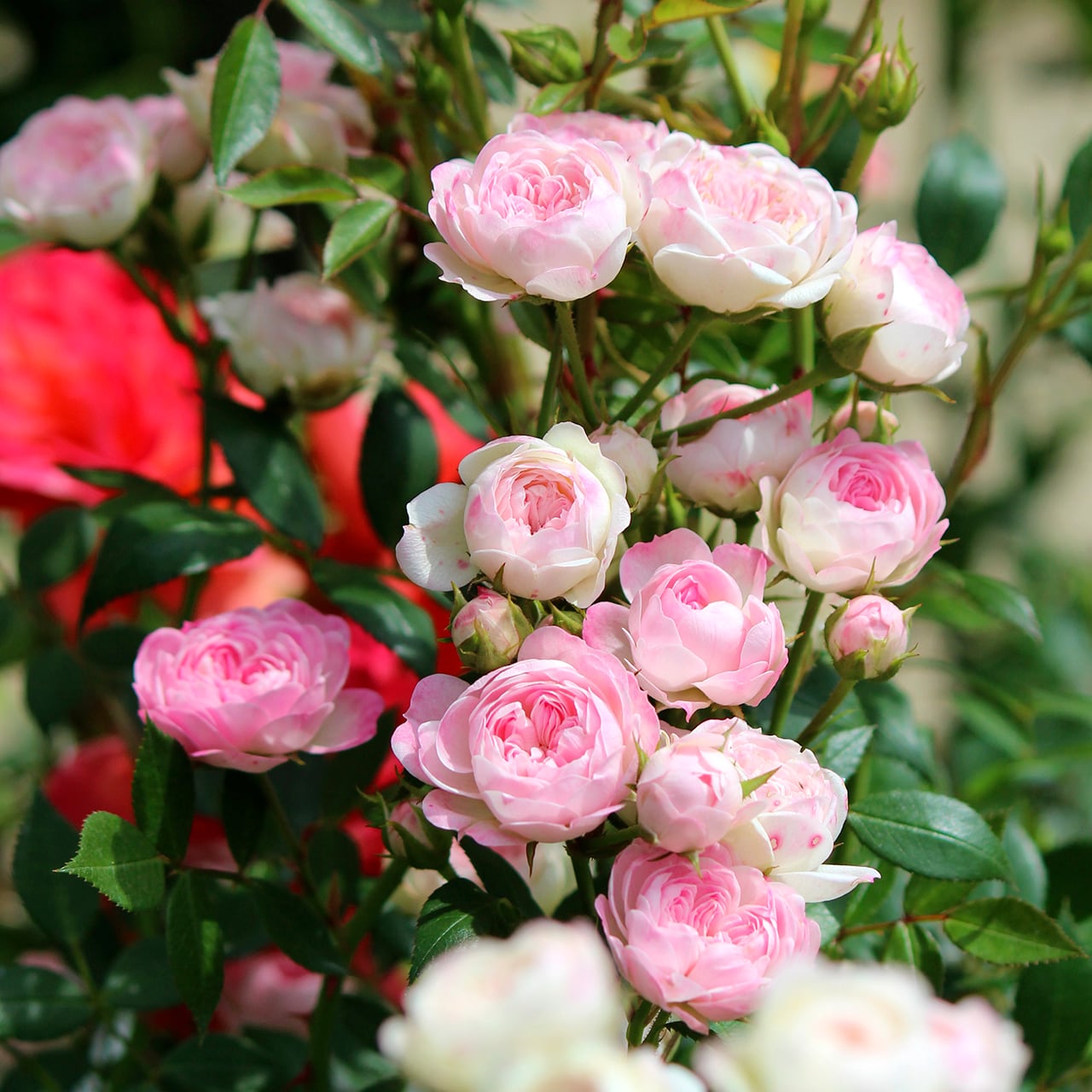 ☆人気品種☆ バラ大苗 桃心（モコ）【オリエンタル・エピソード】 ＜3