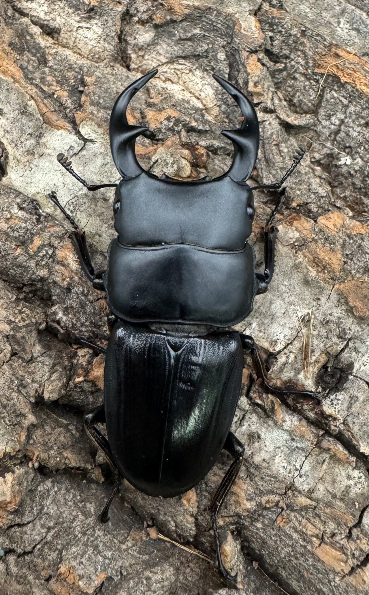 【WD】《パラワンパリーオオクワ 60mmペア》