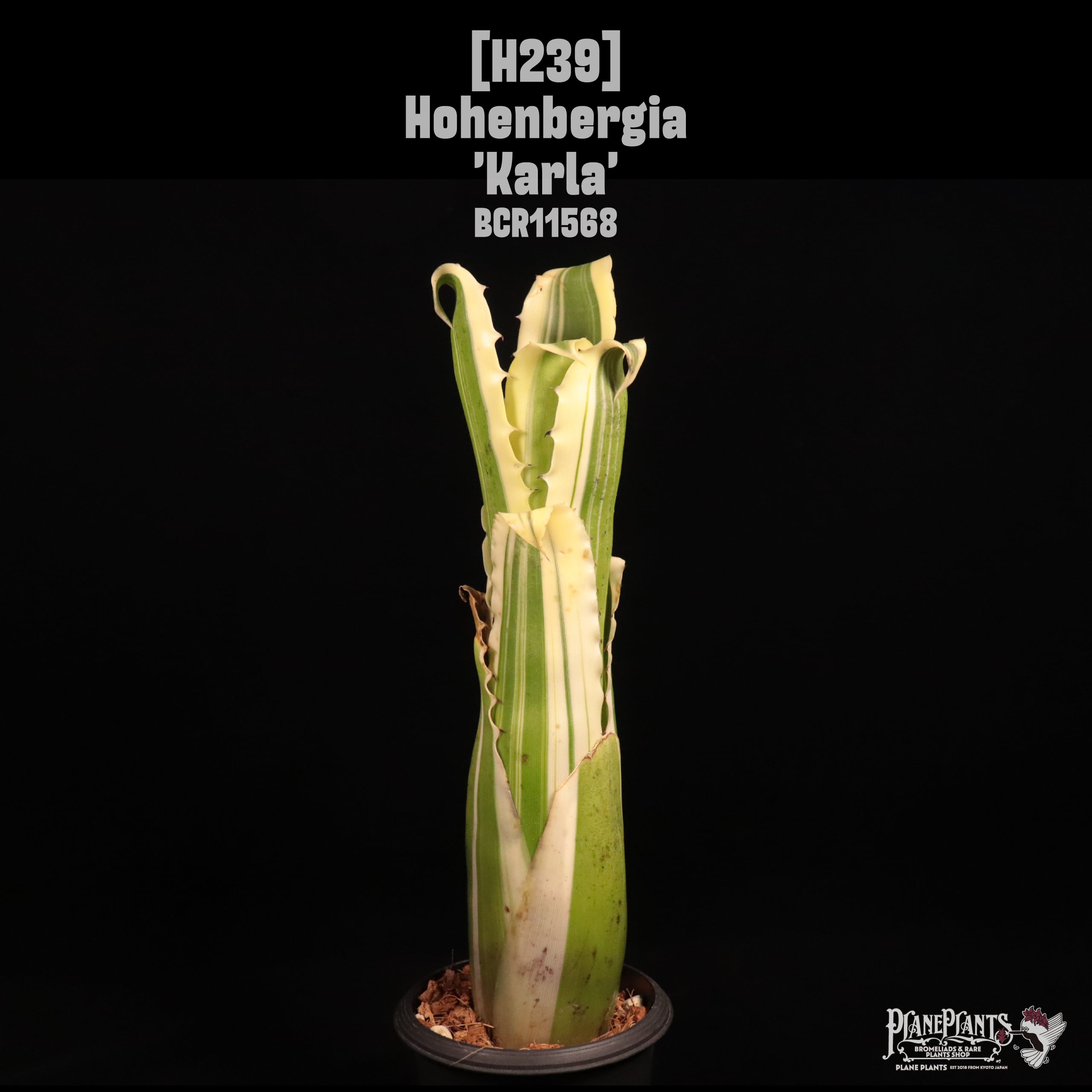 Hohenbergia 'Karla'〔ホヘンベルギア〕H239
