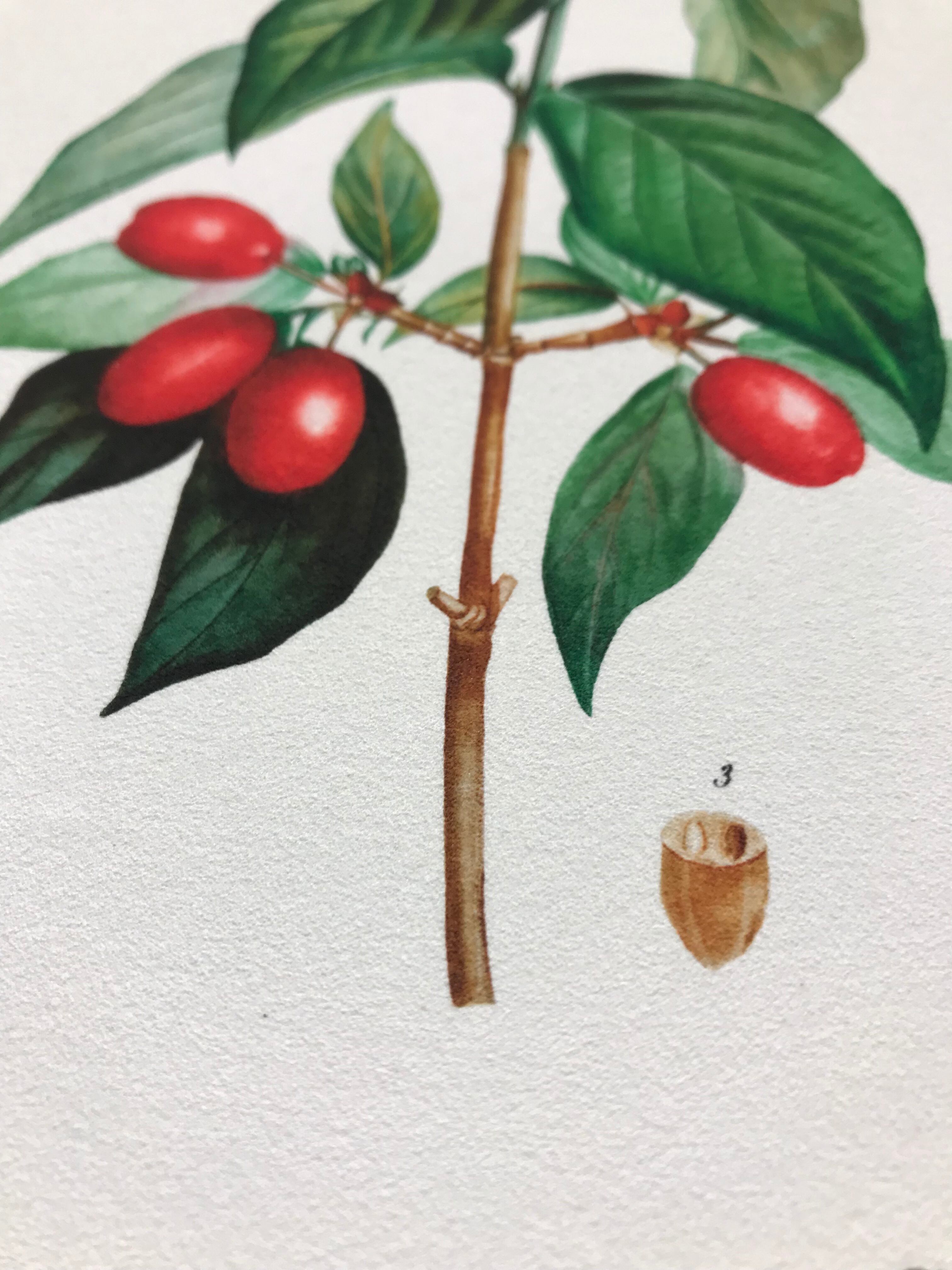 ボタニカルイラストレーション／ハナミズキ／レプリカ | アートと