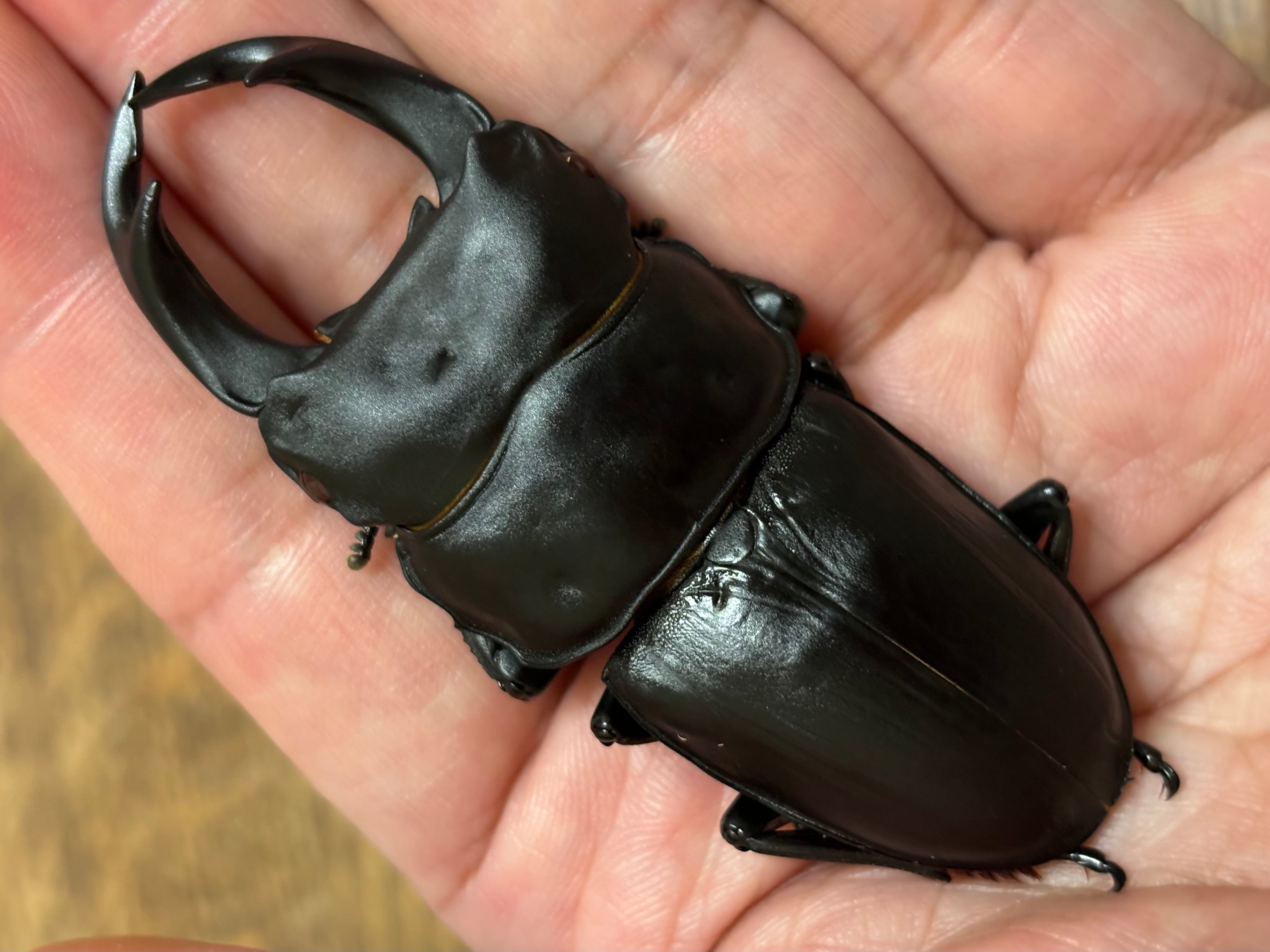 能勢 SR 血統 オオクワガタ ♂82.5mm♀53mm 新成虫 ペア