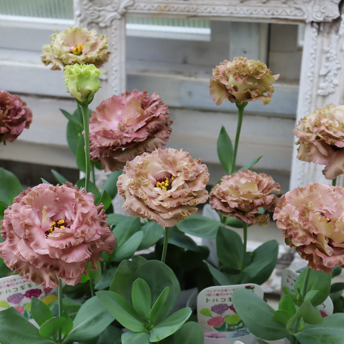 Green heartꕥオンラインショップ