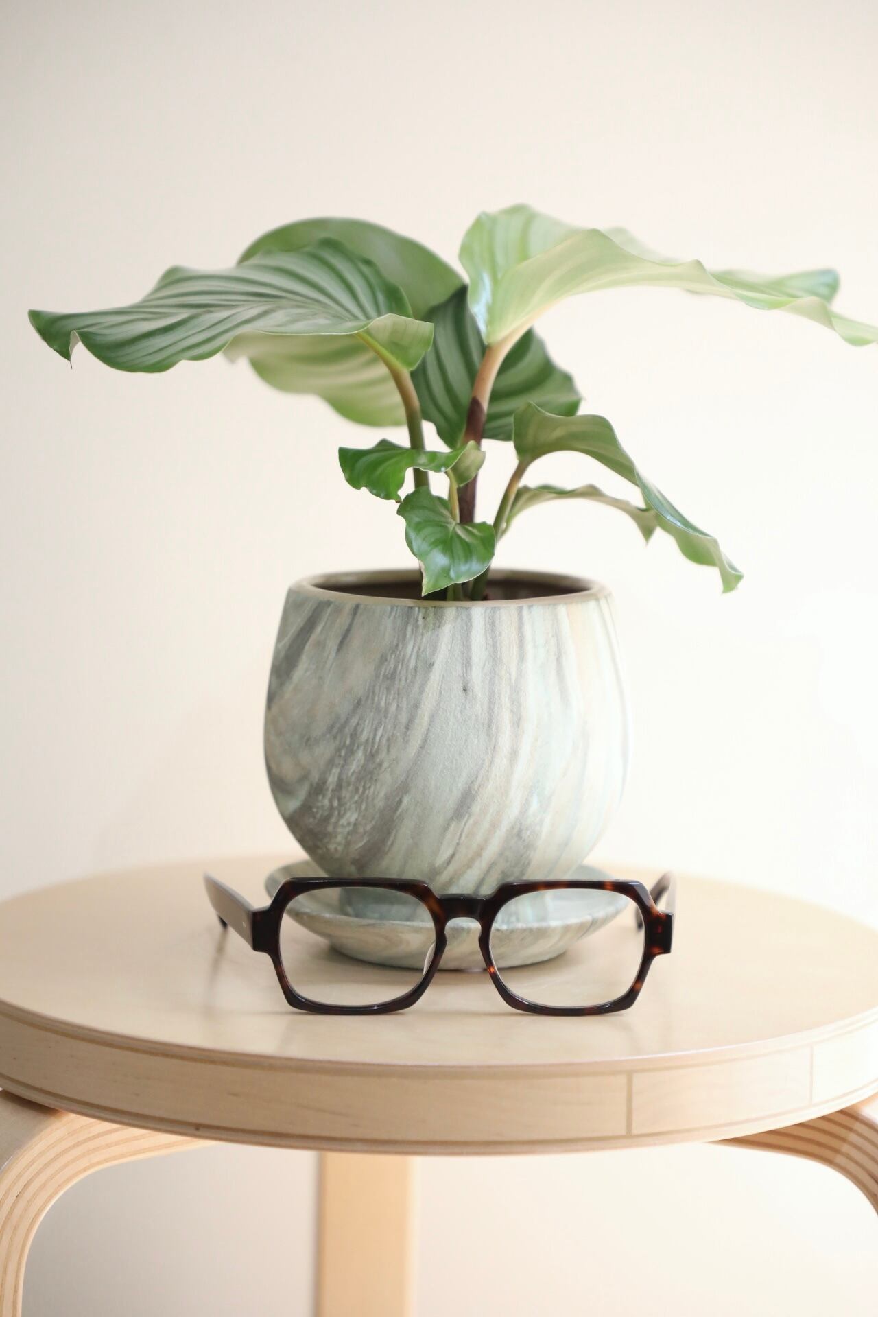 S】カラテア オルビフォリア/Calathea | 【厳選植物・器】MIDORI S】カラテア オルビフォリア/Calathea | 【厳選植物・器】MIDORI