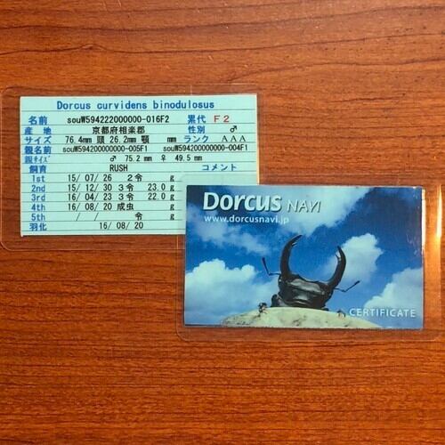 新成虫】山梨県韮崎市穂坂町産オオクワガタペアF1個体（♂70mm） #7540