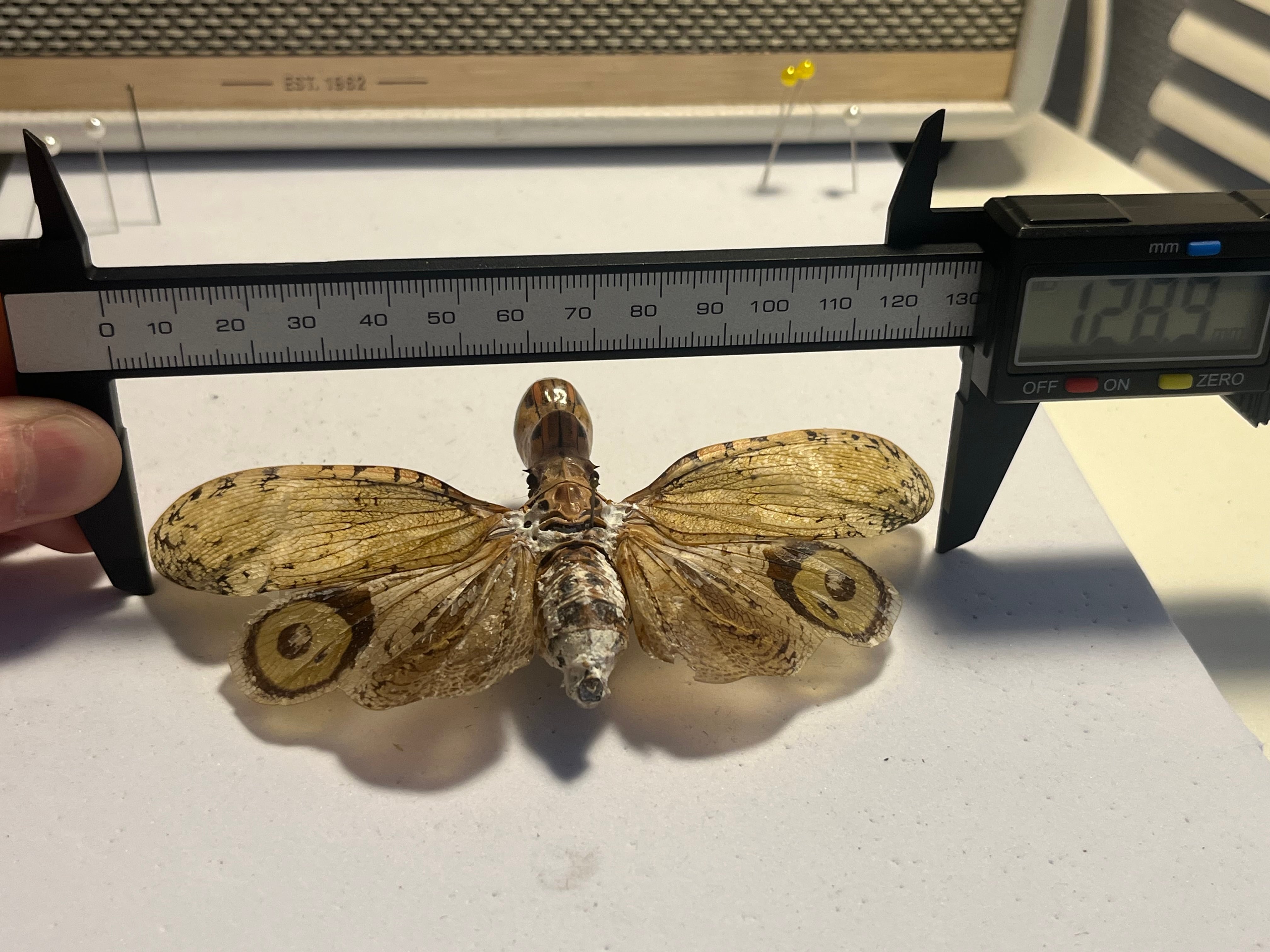 65mm】オオテングビワハゴロモ 外国産蝶標本 標本 蝶 蛾 ヤママユ