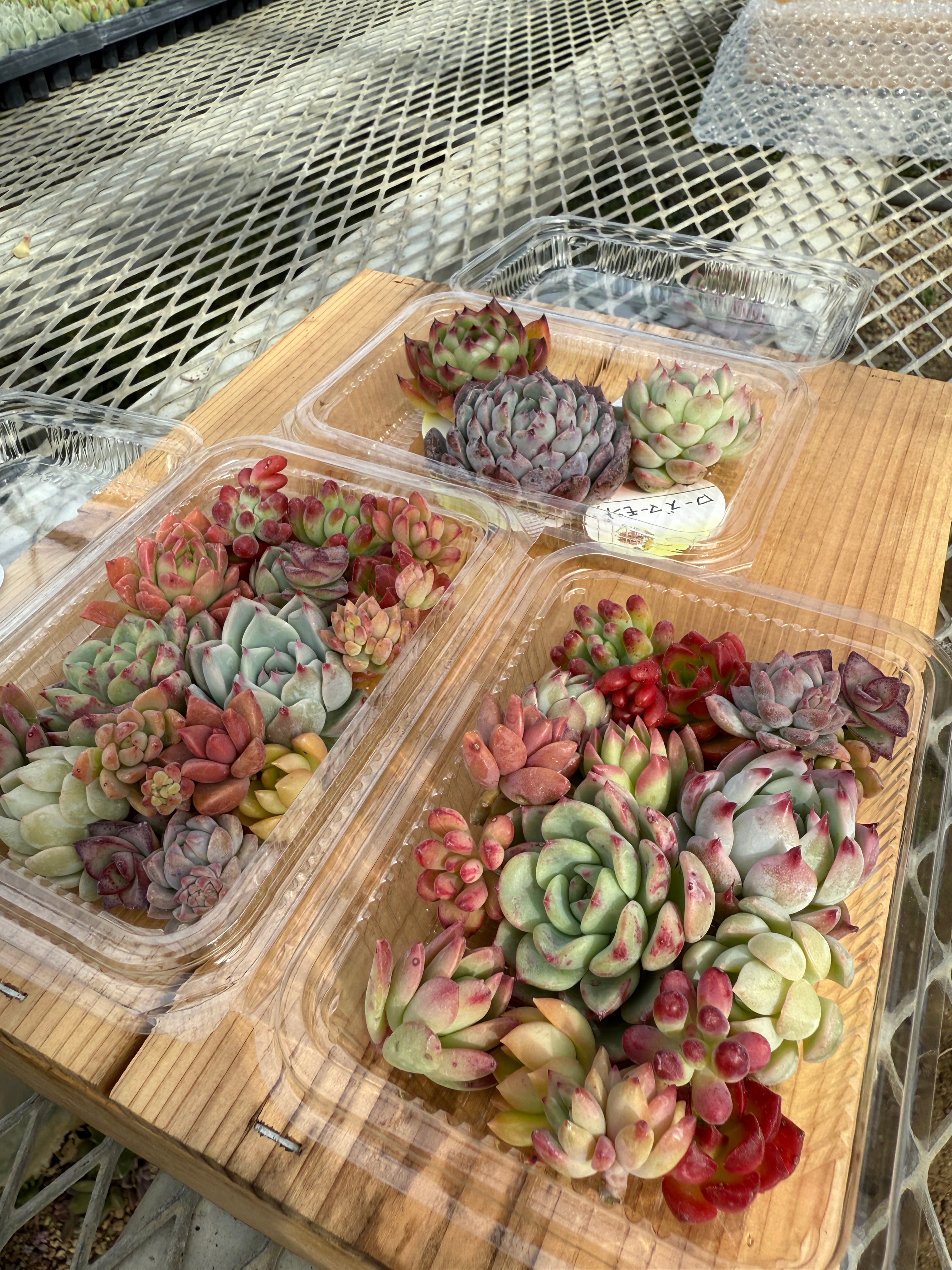 多肉植物二株セット⚾️様尃用出品 園芸ネット本店｜多肉植物