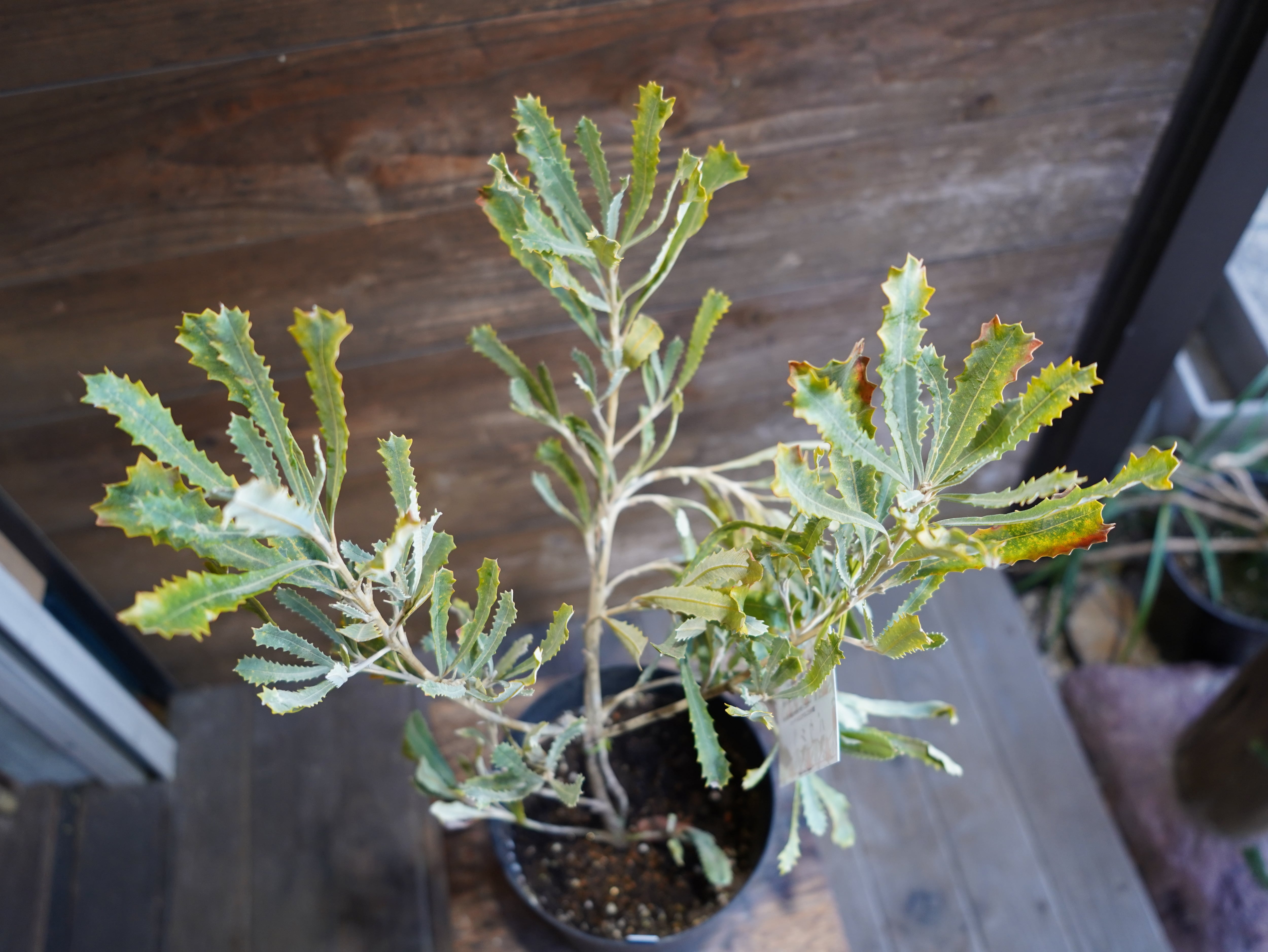 【現物】バンクシア　”バウエリ”　E