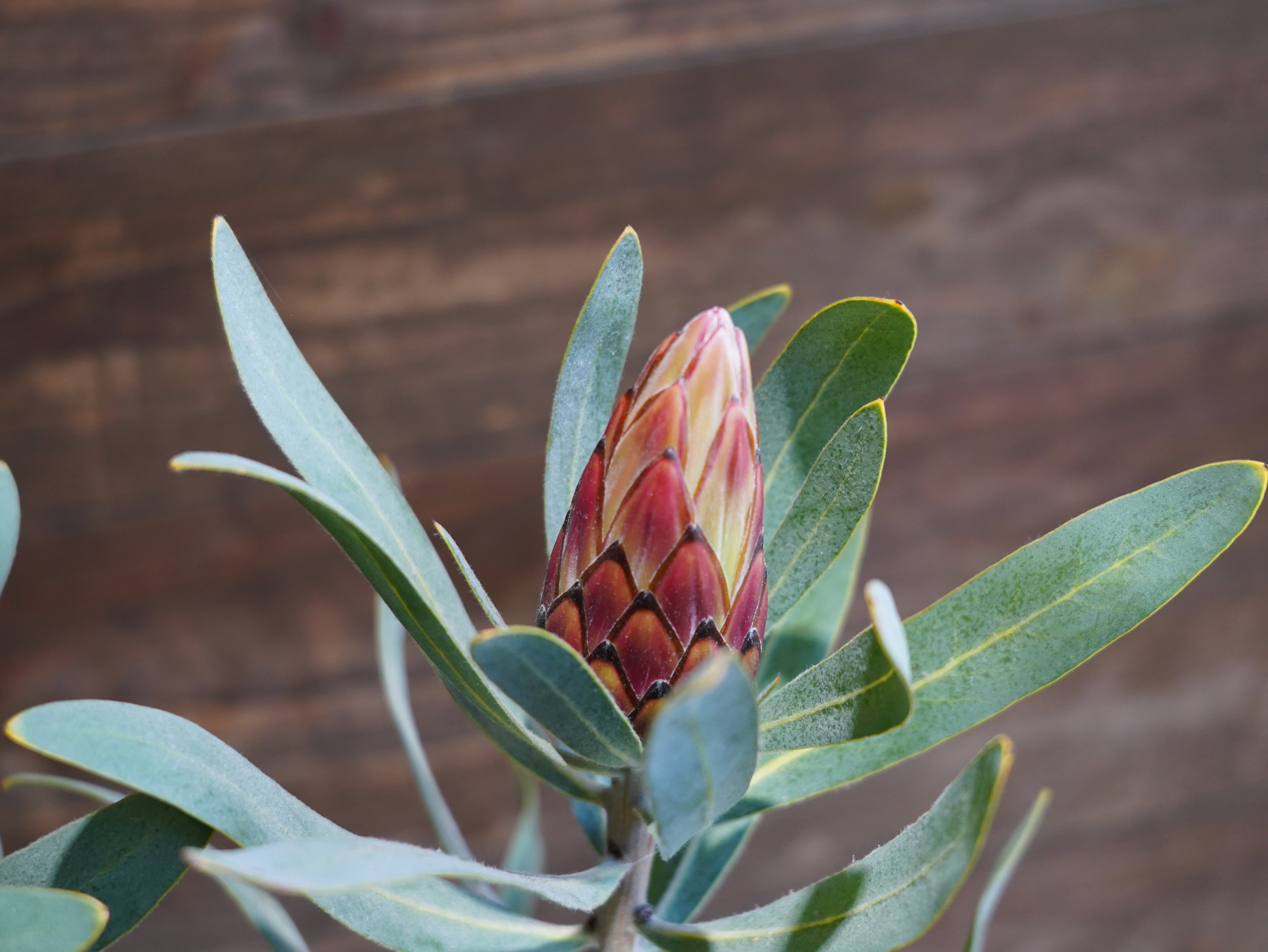 【現物】プロテア "ピンククリーム"