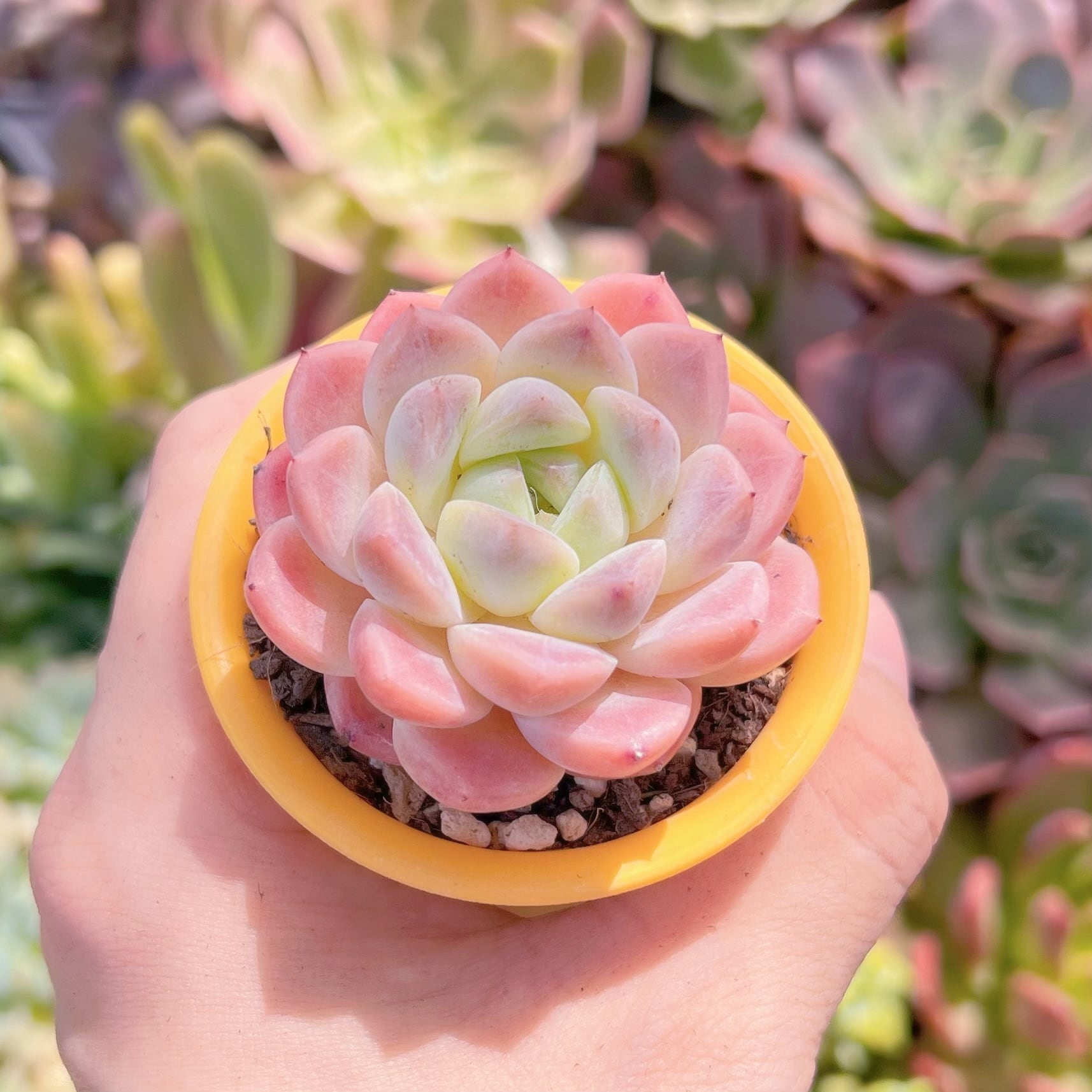 多肉植物　新品種　氷魄　新入荷　るる農園