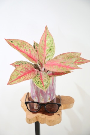 【希少】【S】アグラオネマ ピンクロイ ※【土不使用】陶器鉢付き