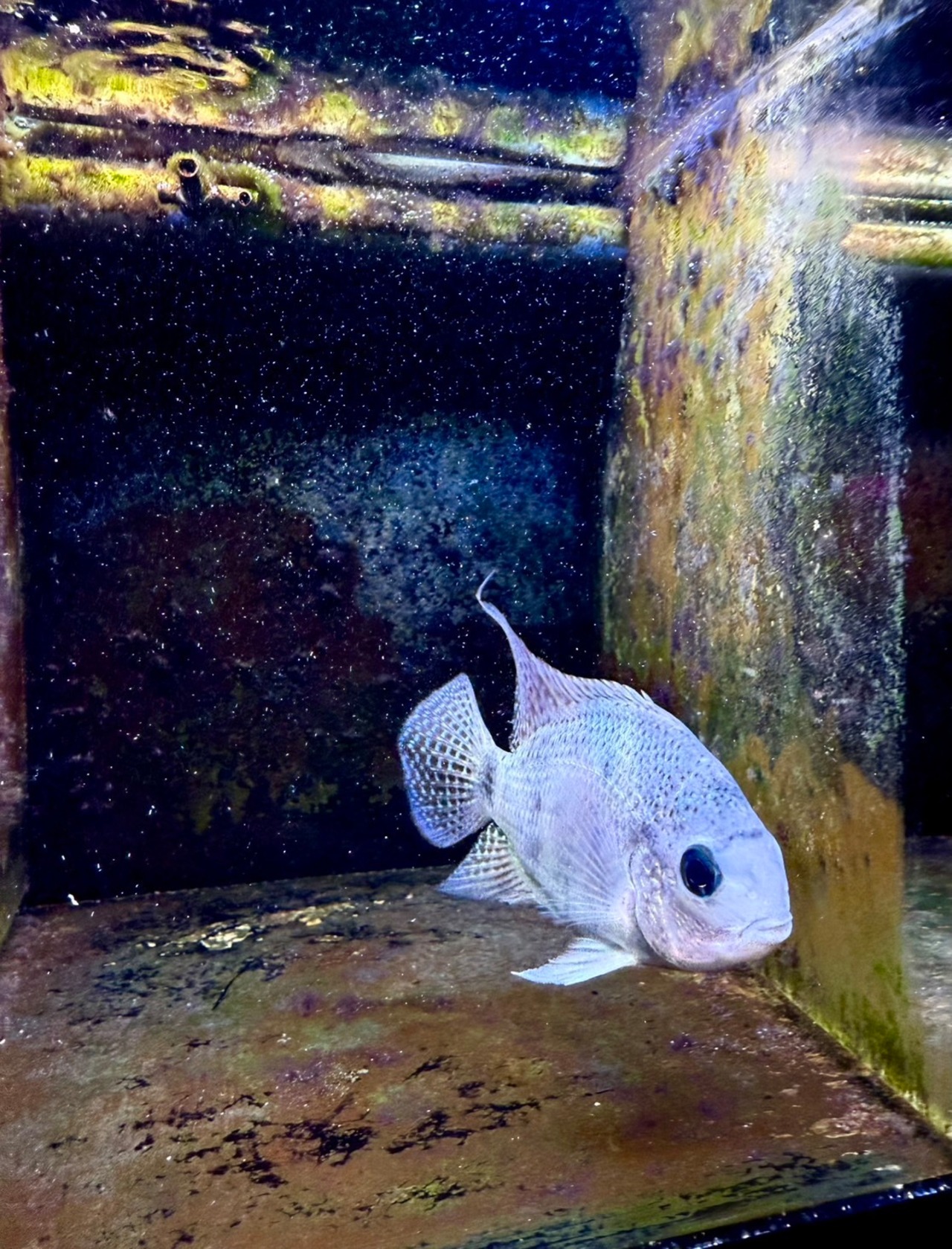 ヴィエジャ・アルゲンティア - 3