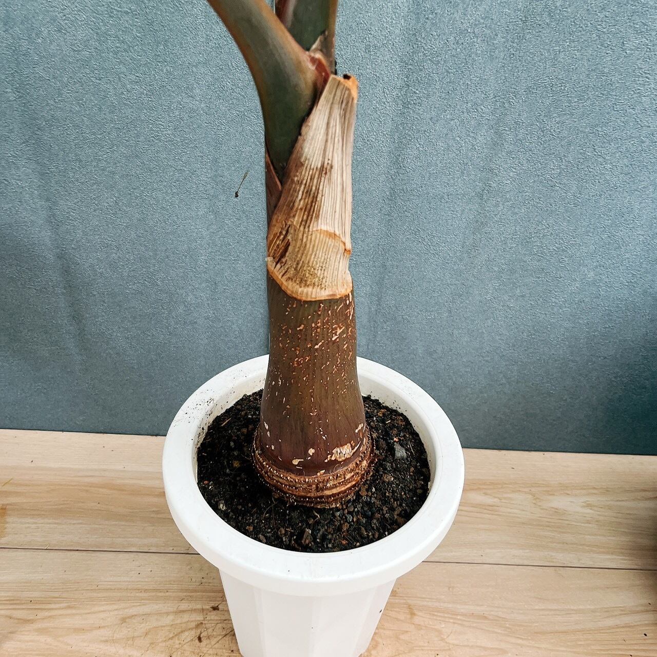 現品］F1 トックリヤシ 7号 観葉植物 室内 プラスチック鉢 南国風