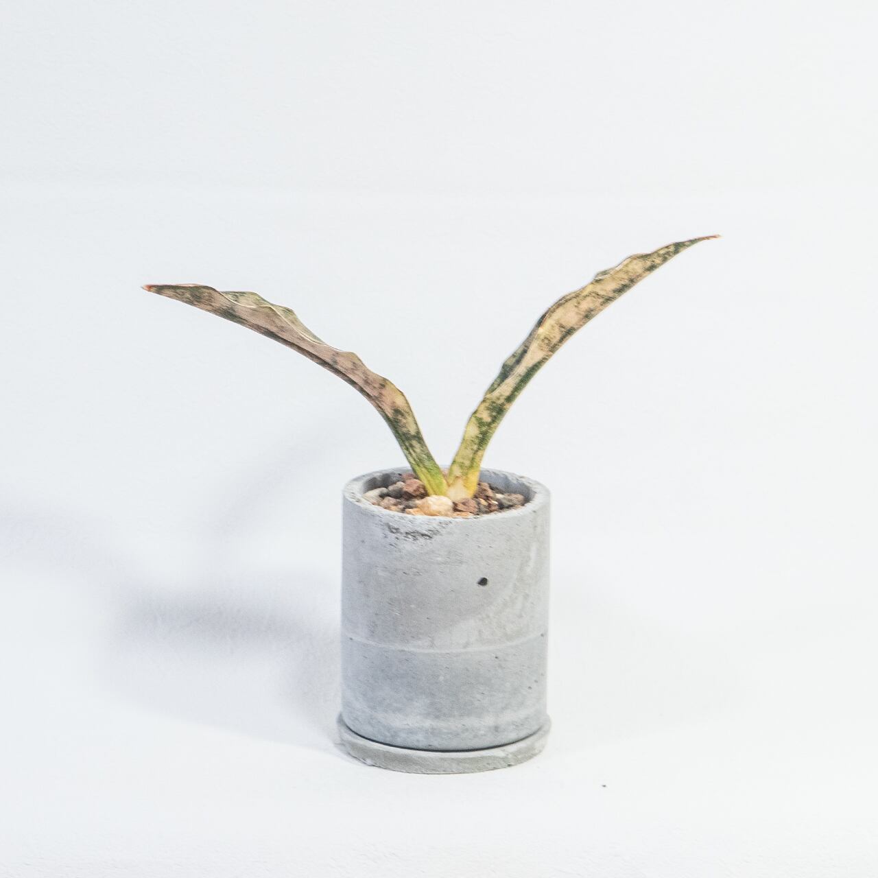 観葉植物 サンセベリア・キルキー・コパトーン 迷彩柄の銅葉が映える自作モルタル鉢仕立て