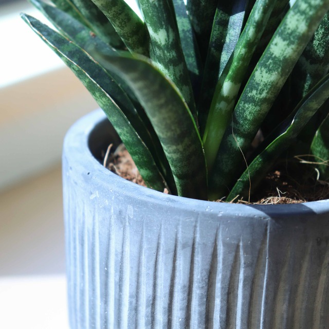 シダの森 サンスベリア ファーンウッド デザイン鉢 トリケラトプス 観葉植物セレクトショップ シダの森 サンスベリア ファーンウッド デザイン鉢 トリケラトプス 観葉植物セレクトショップ