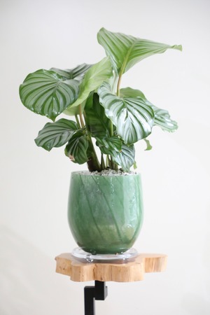 【M】カラテア オルビフォリア/Calathea  ※ガラス鉢付き