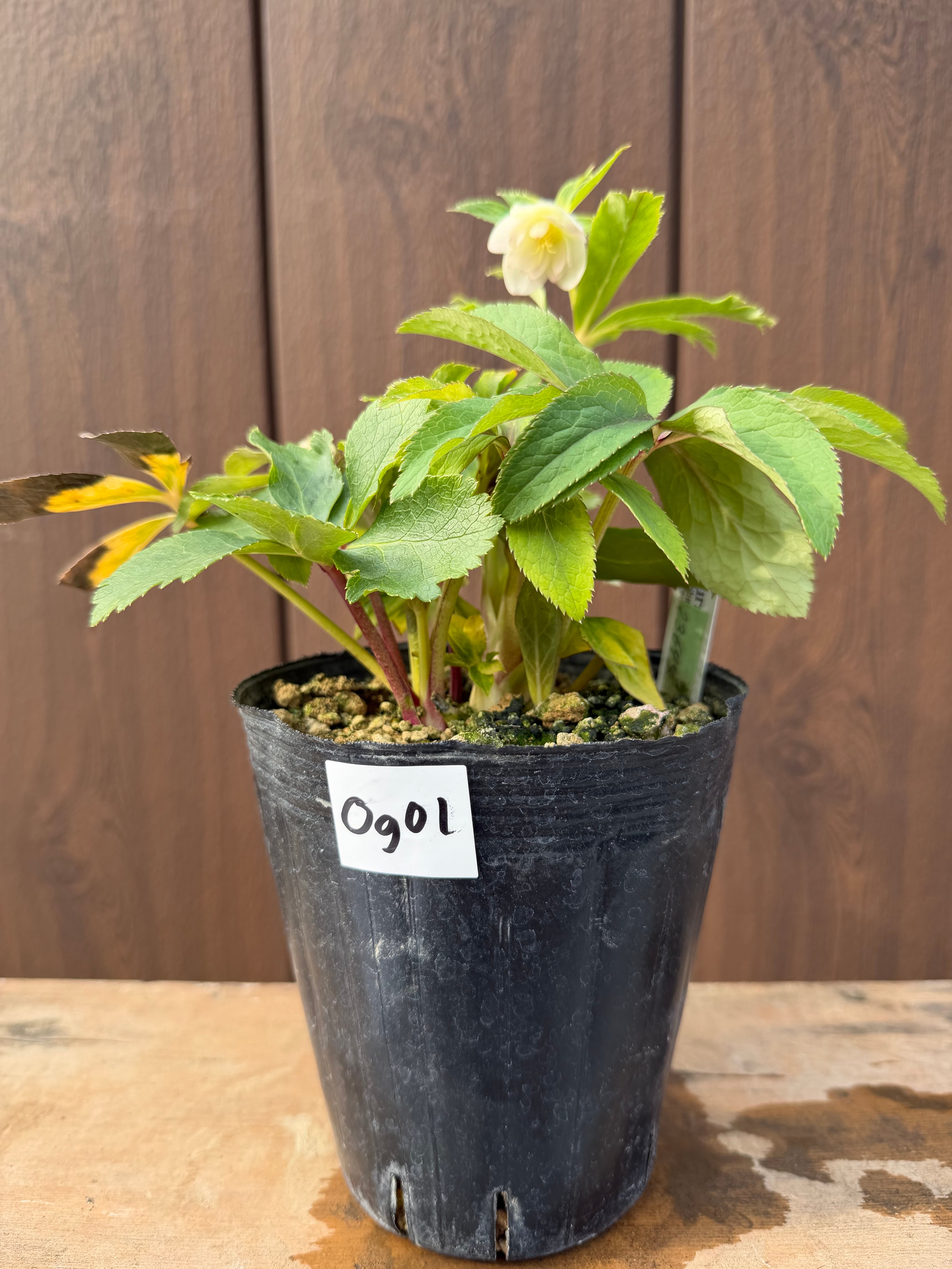 蜃気楼dd ※不稔 大木ナーサリー クリスマスローズ【Og01】送料無料